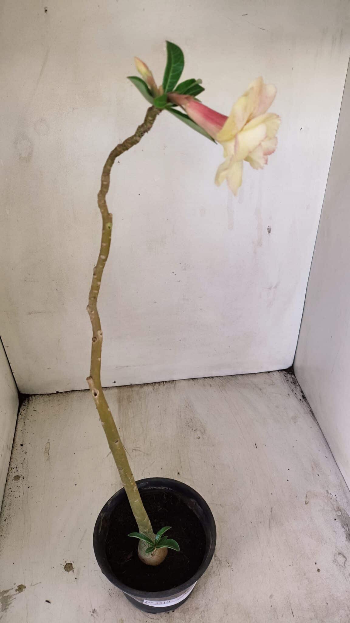Planta Dobrada 3510 – 35cm – 03 anos - foto 5