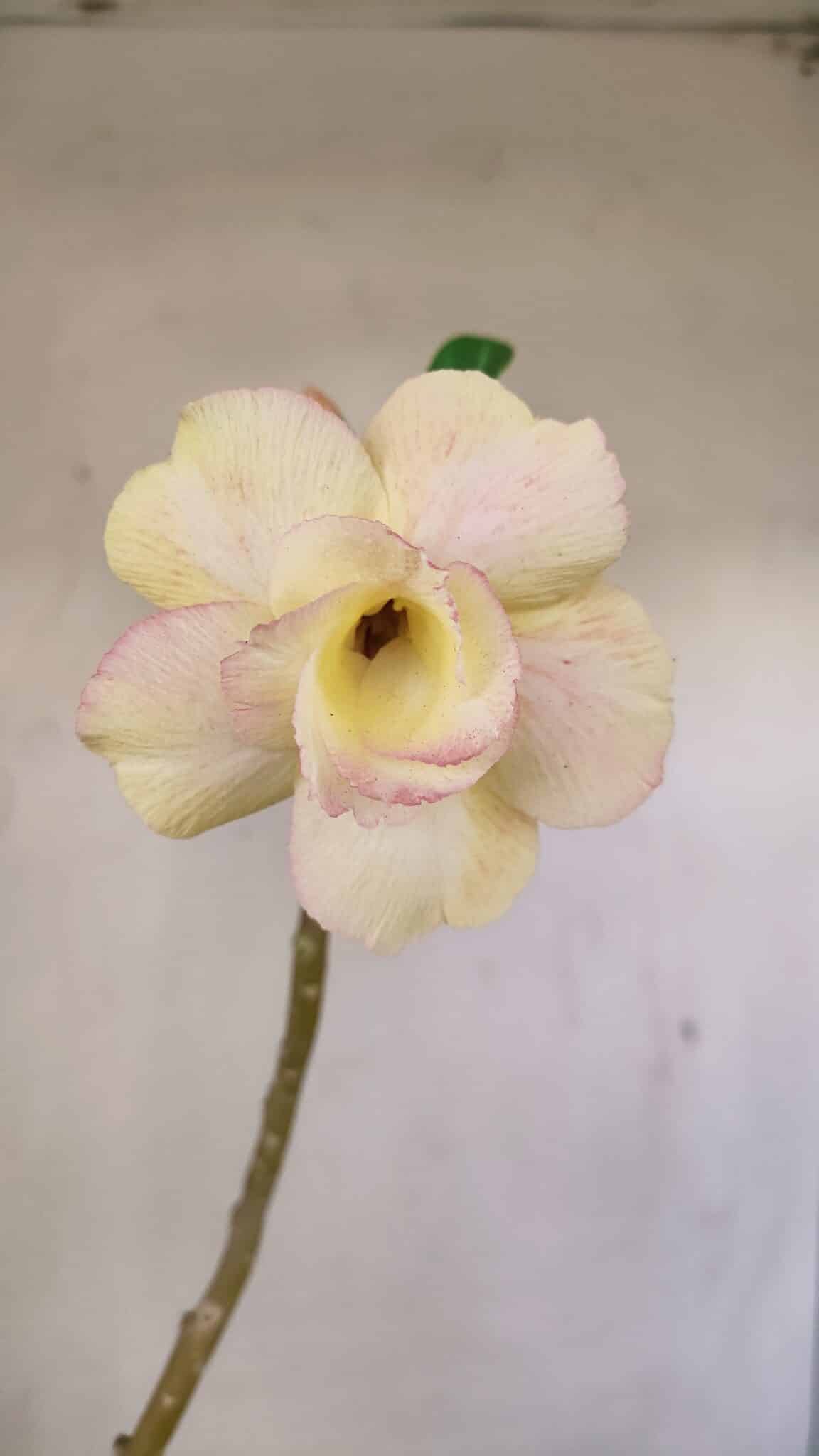 Planta Dobrada 3510 – 35cm – 03 anos - foto 3