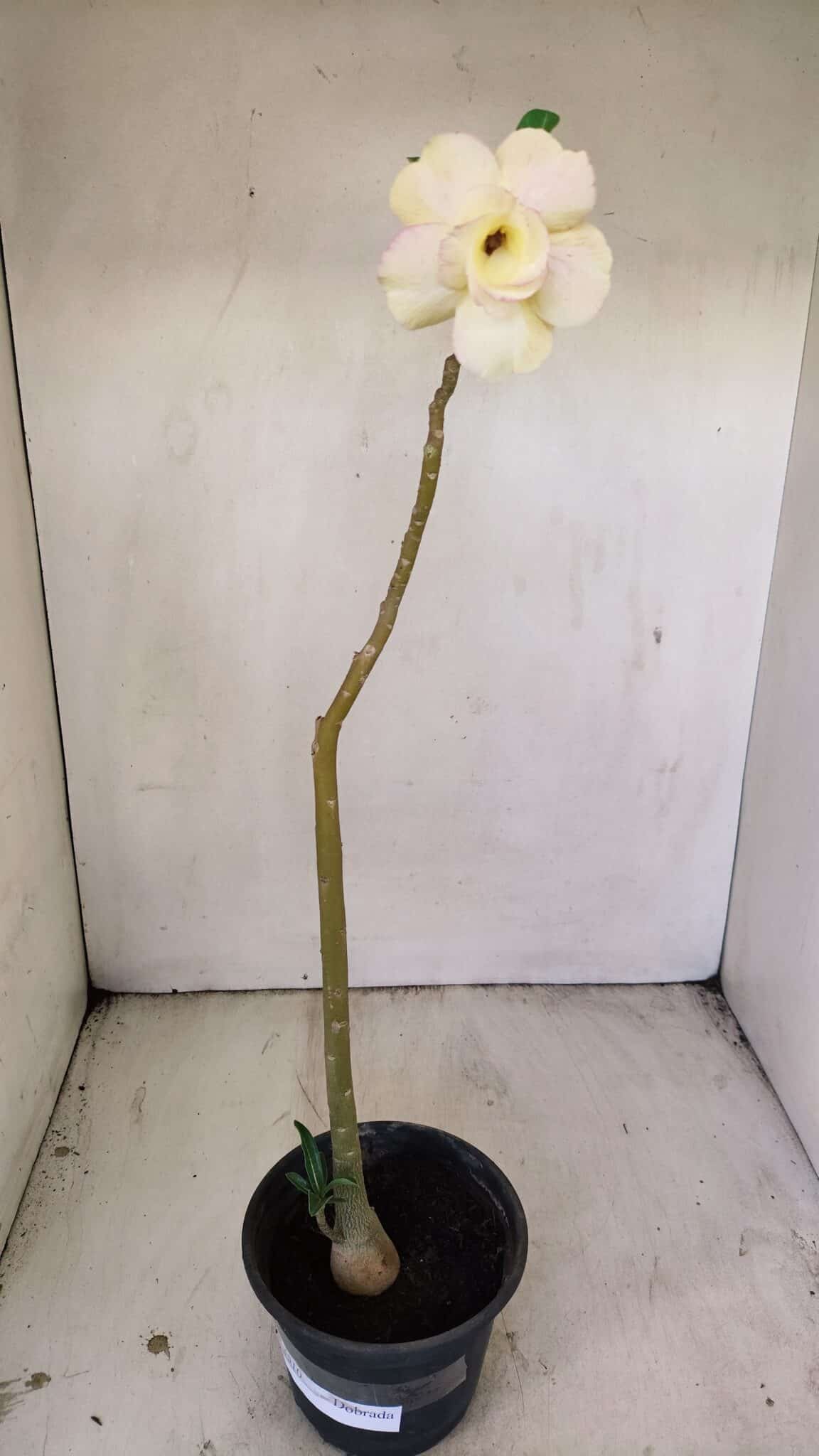 Planta Dobrada 3510 – 35cm – 03 anos - foto 2