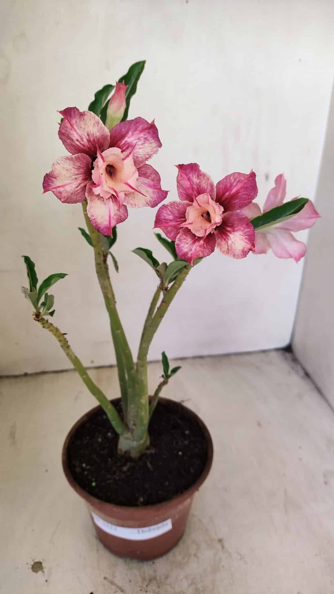 Planta Dobrada 3511 – 35cm – 03 anos - foto 2
