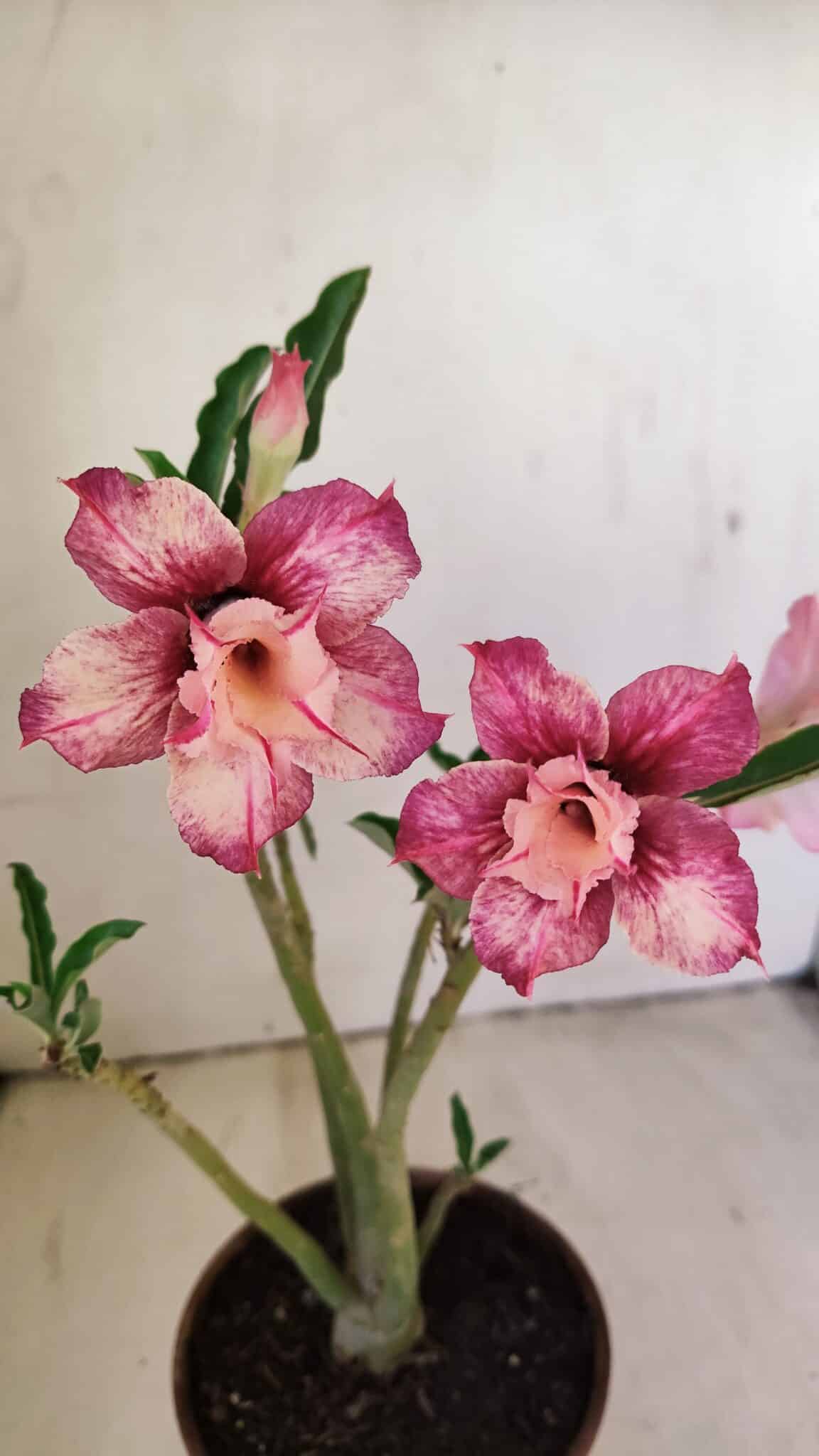 Planta Dobrada 3511 – 35cm – 03 anos - foto 3