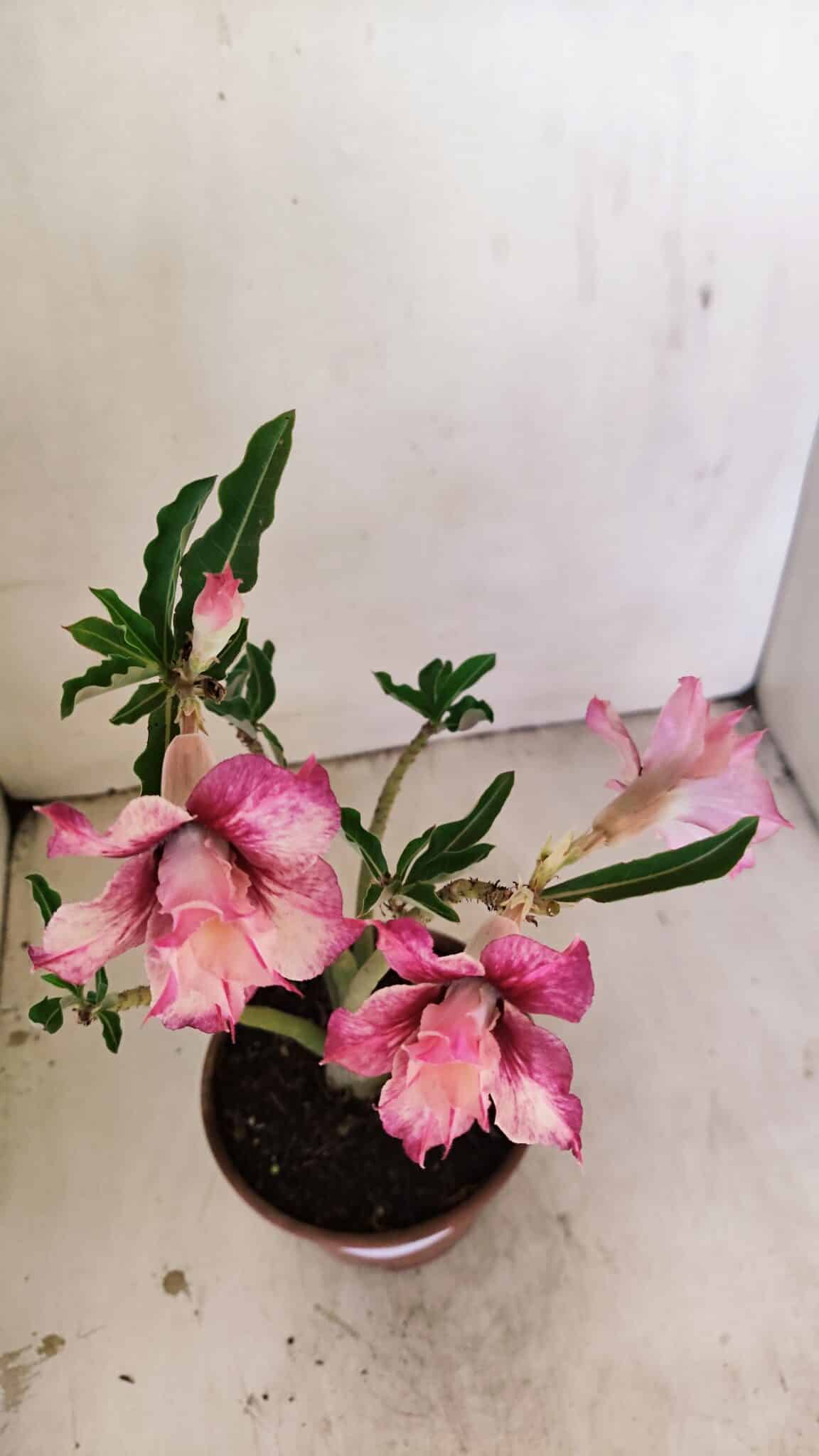 Planta Dobrada 3511 – 35cm – 03 anos - foto 4