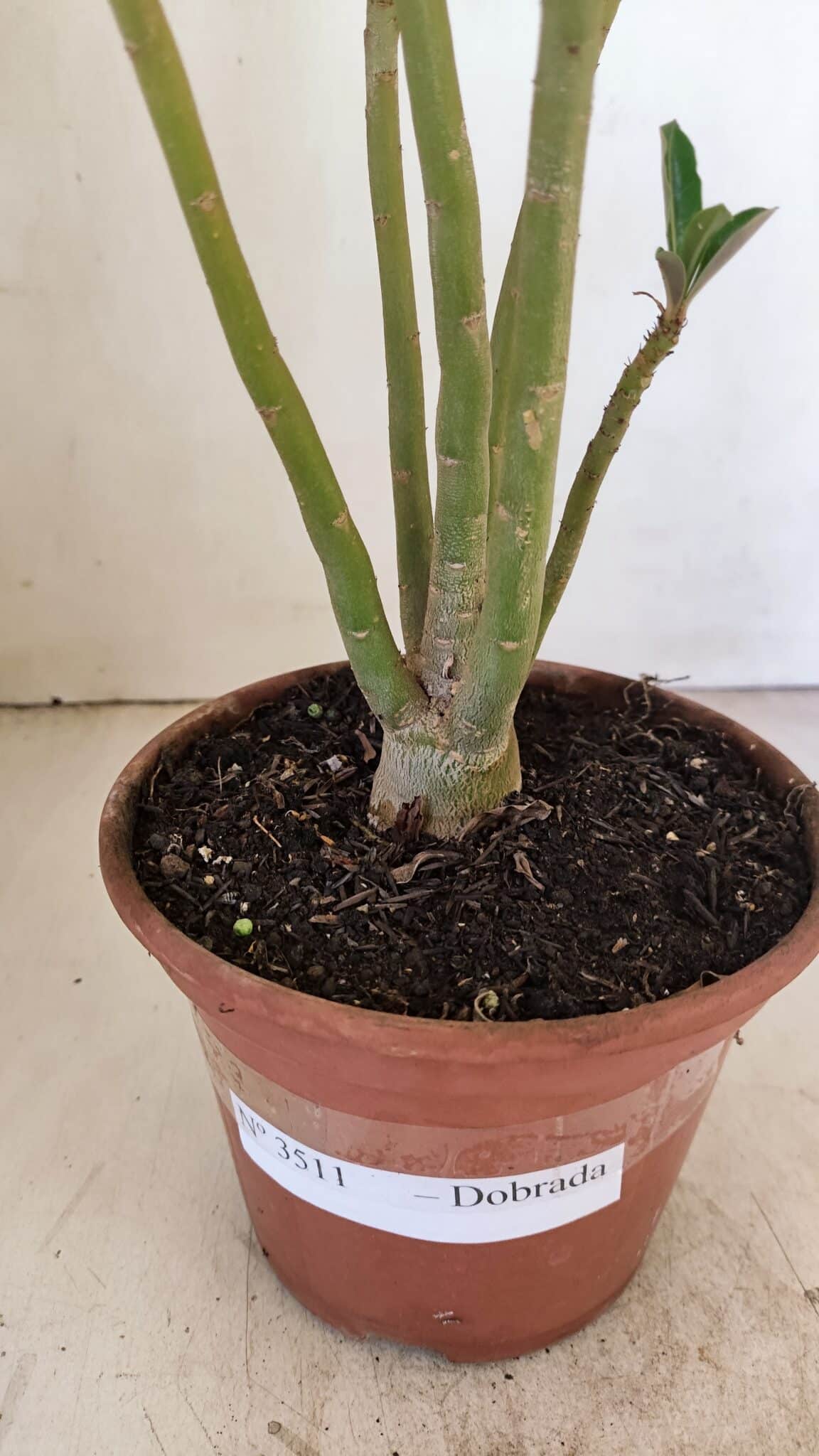 Planta Dobrada 3511 – 35cm – 03 anos - foto 7