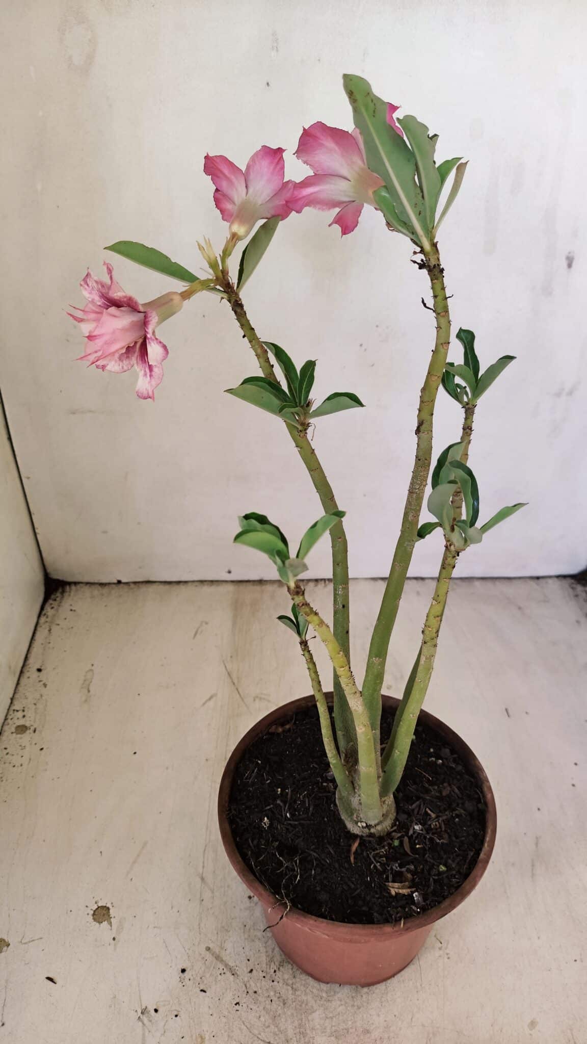 Planta Dobrada 3511 – 35cm – 03 anos - foto 6