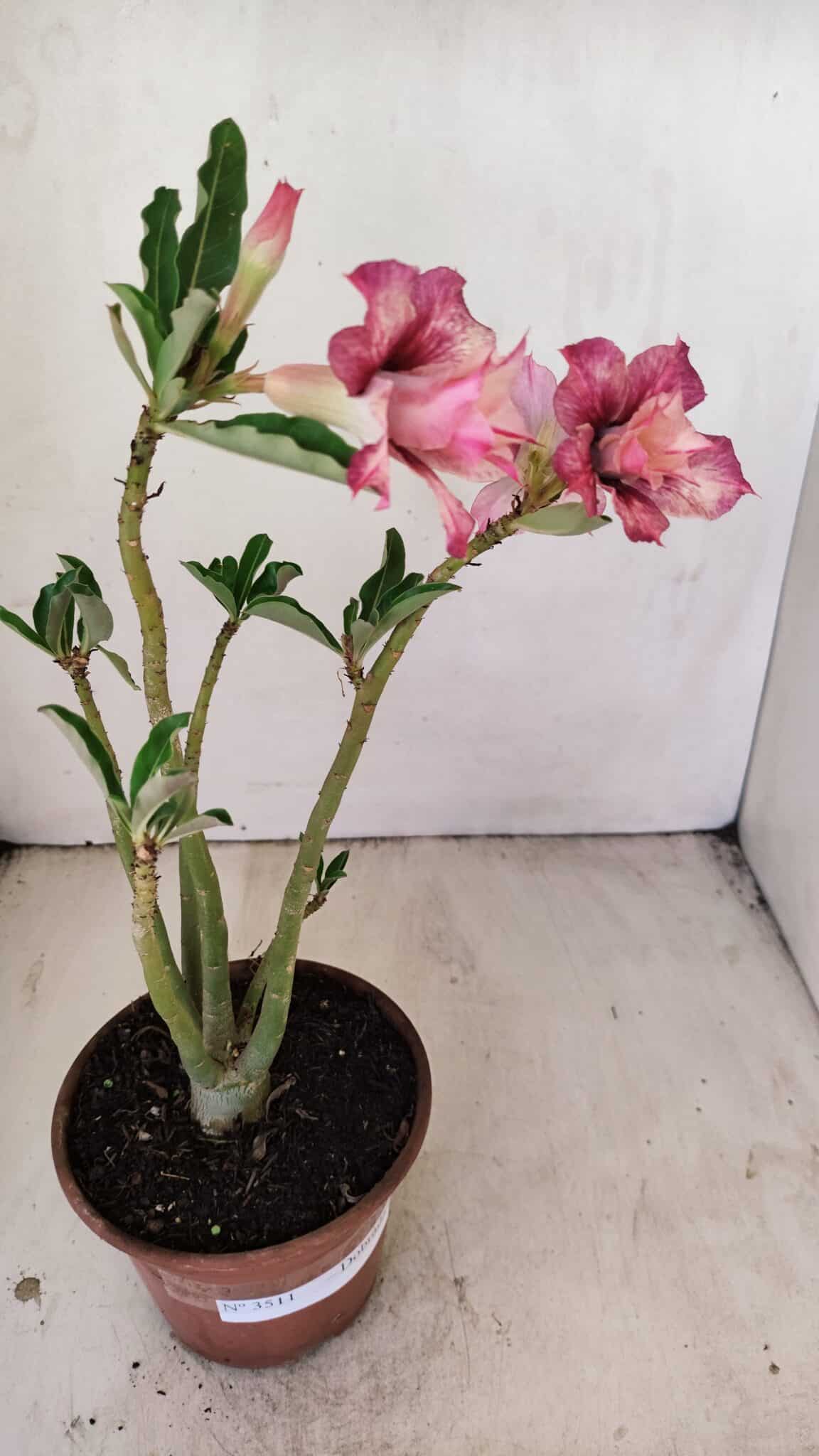 Planta Dobrada 3511 – 35cm – 03 anos - foto 5