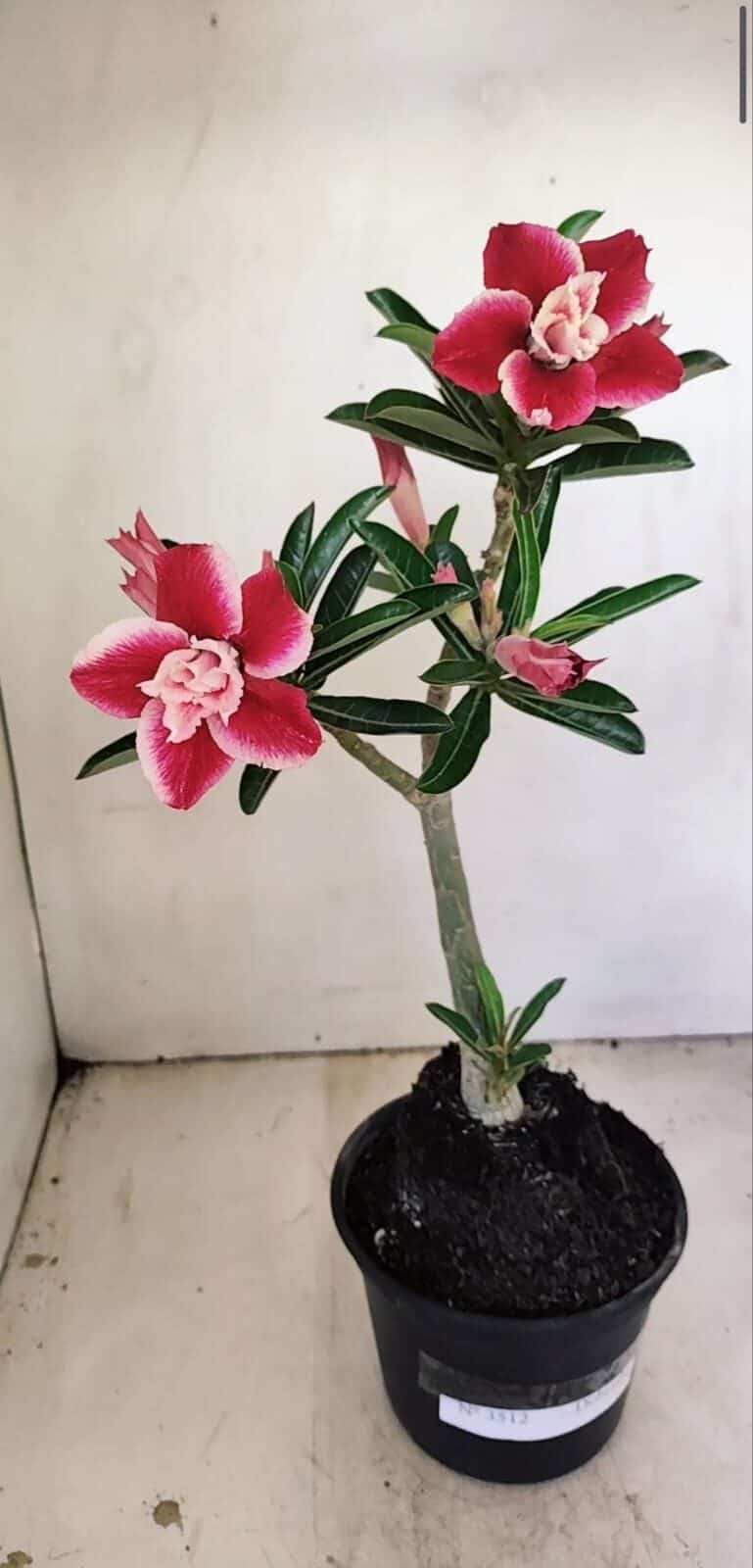 Planta Dobrada 3512 – 35cm – 03 anos - foto 2