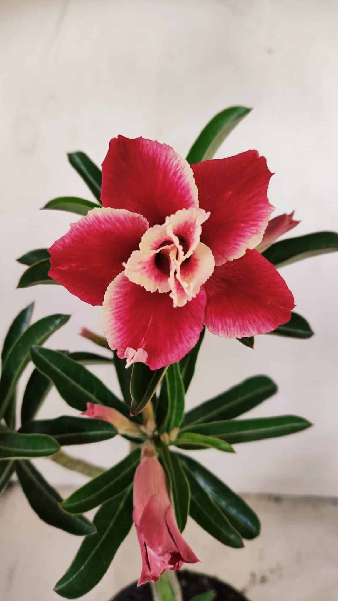 Planta Dobrada 3512 – 35cm – 03 anos - foto 3