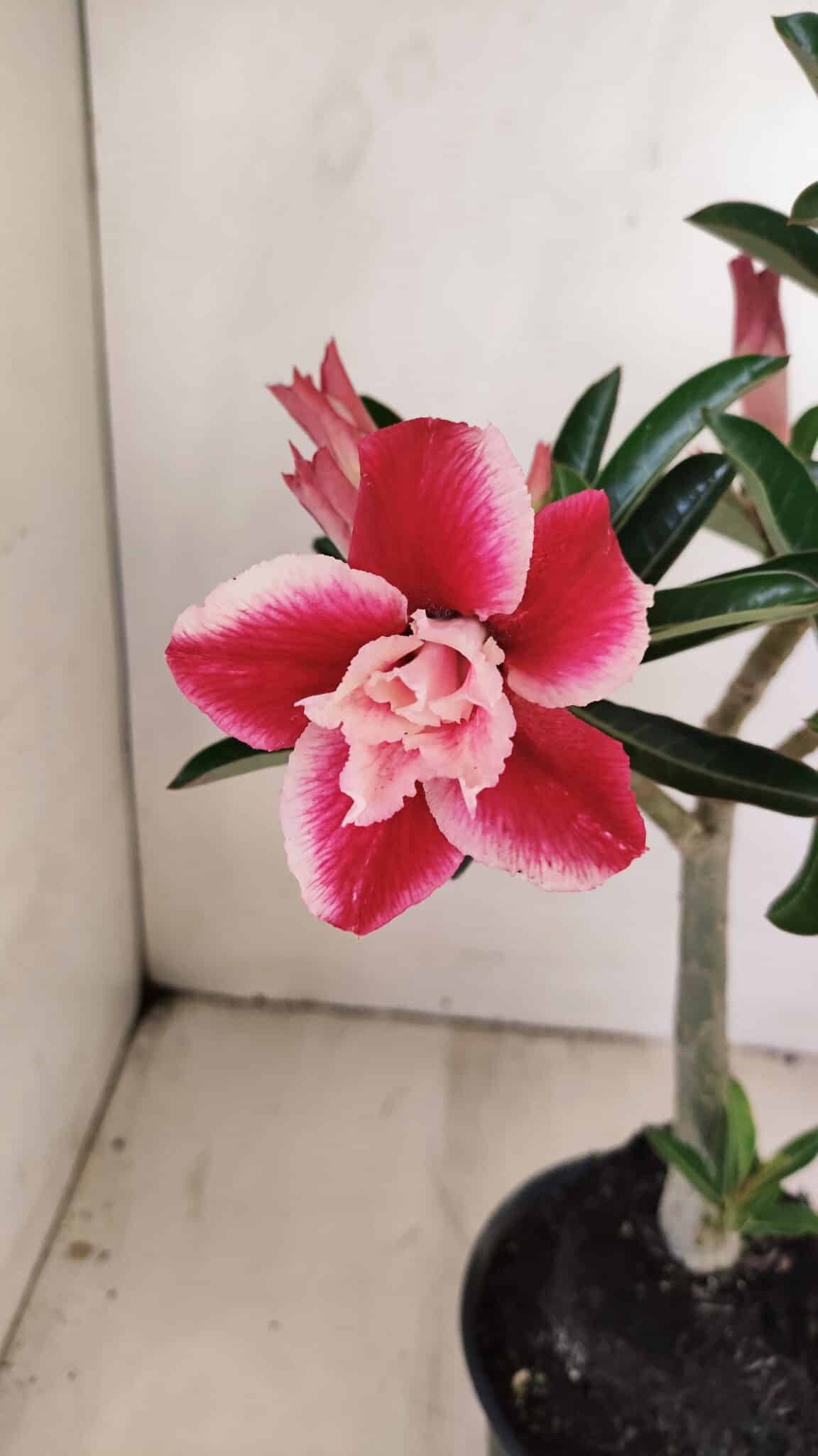 Planta Dobrada 3512 – 35cm – 03 anos - foto 5