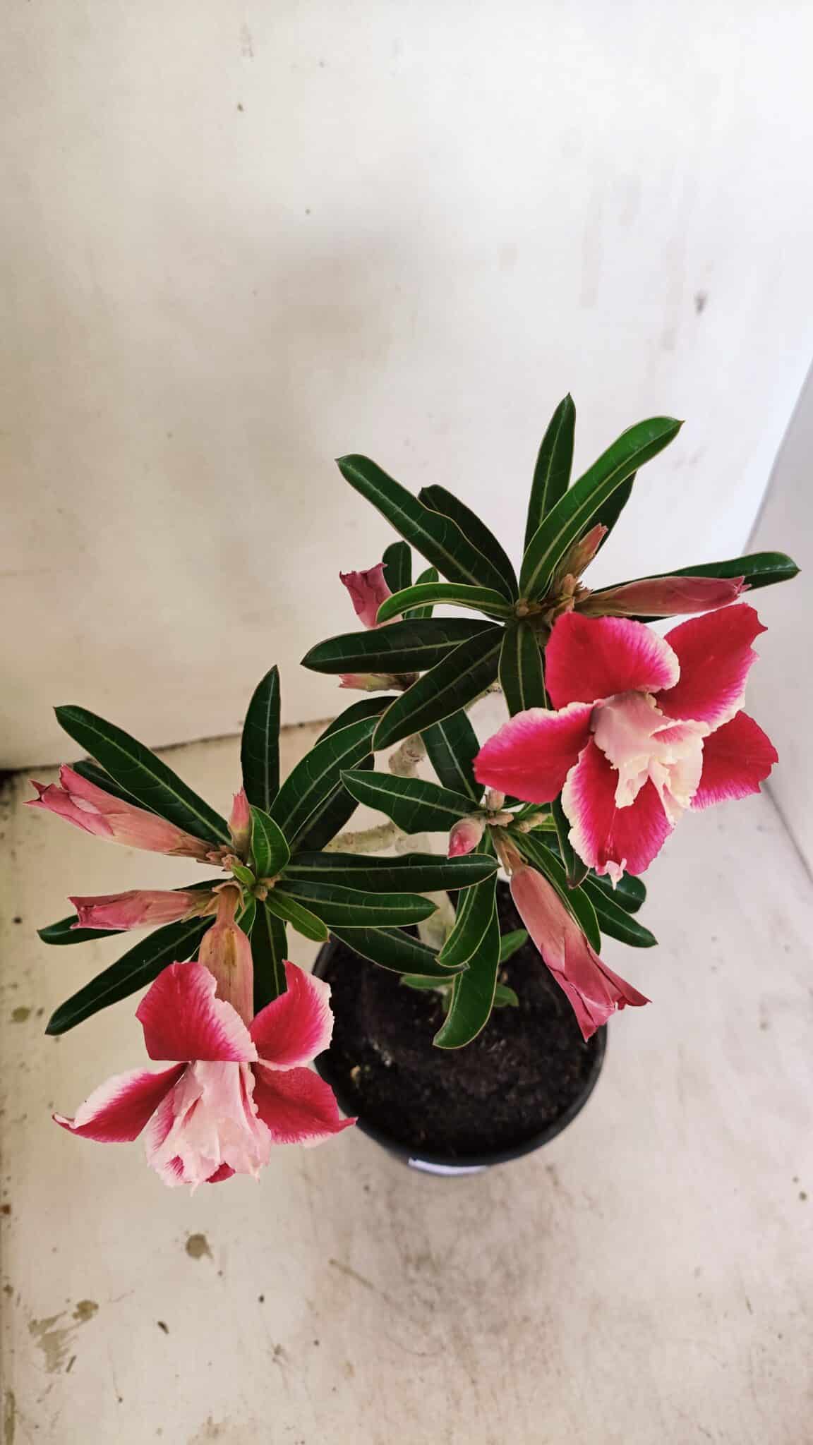 Planta Dobrada 3512 – 35cm – 03 anos - foto 4