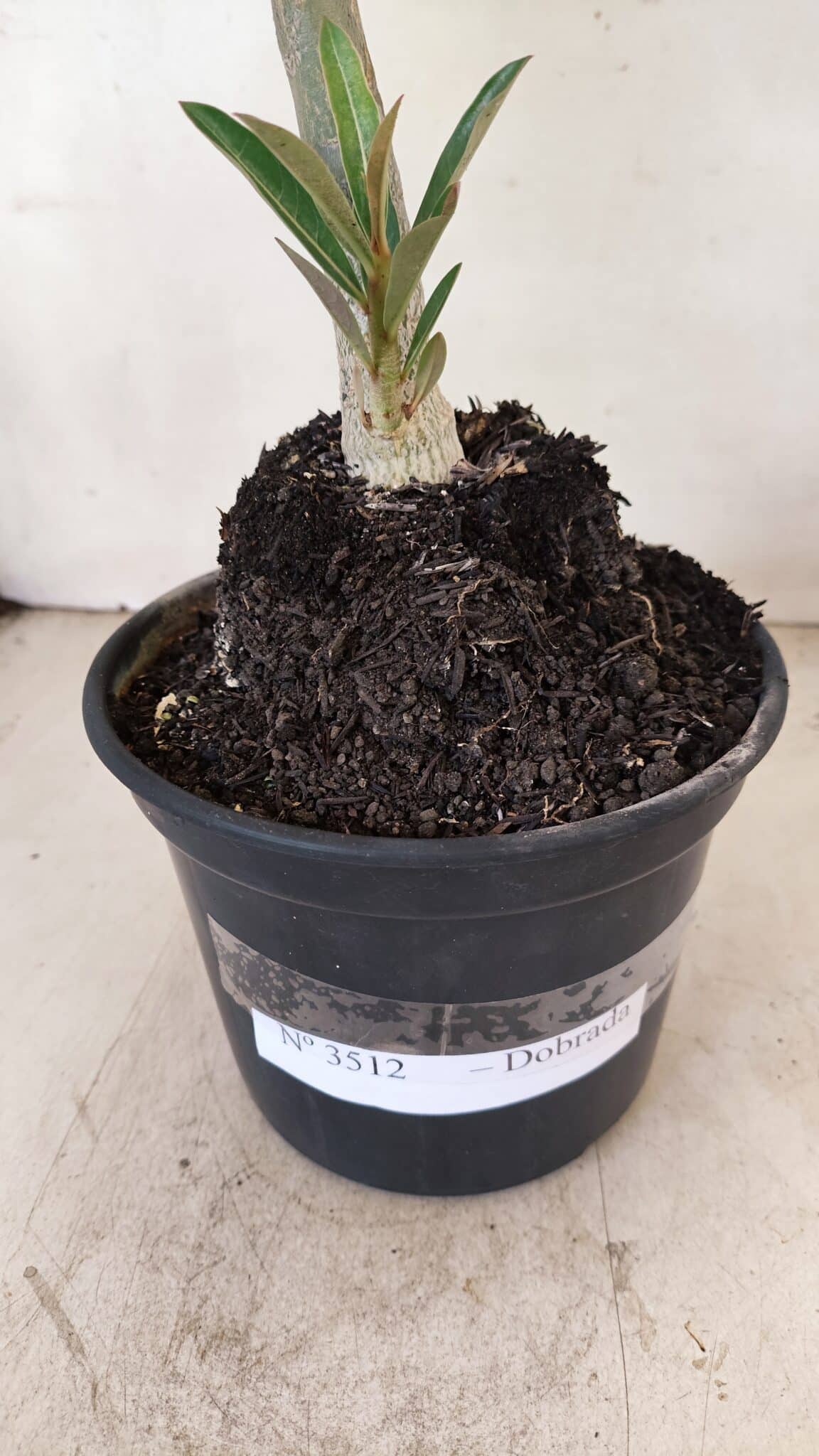 Planta Dobrada 3512 – 35cm – 03 anos - foto 8