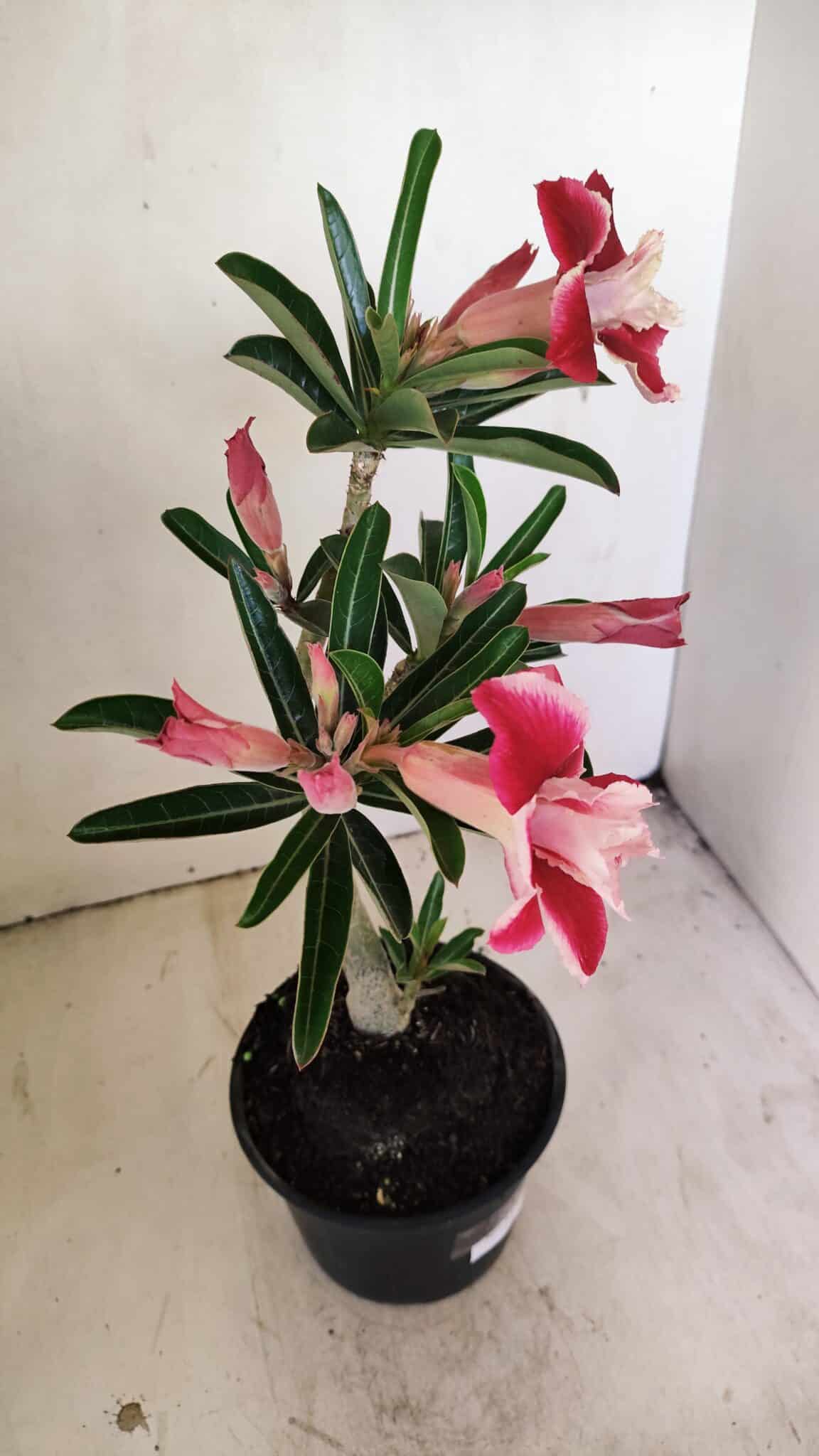Planta Dobrada 3512 – 35cm – 03 anos - foto 7