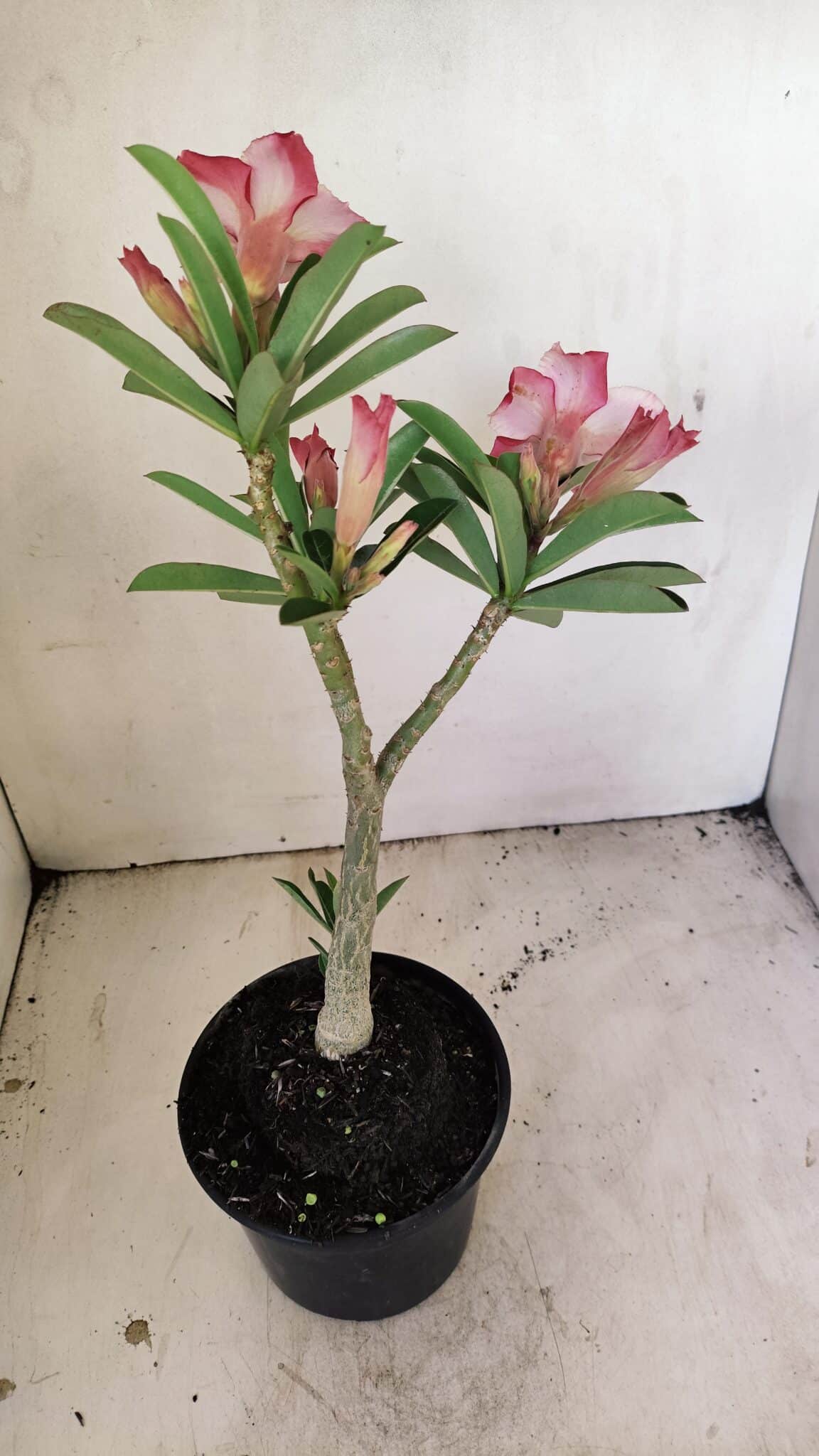 Planta Dobrada 3512 – 35cm – 03 anos - foto 6