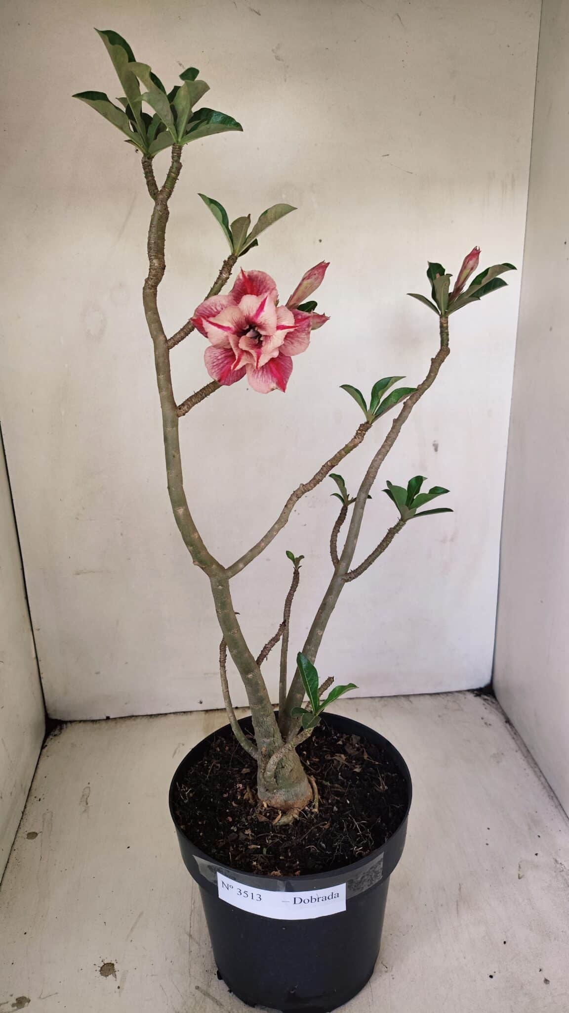 Planta Dobrada 3513 – 45cm – 03 anos - foto 2