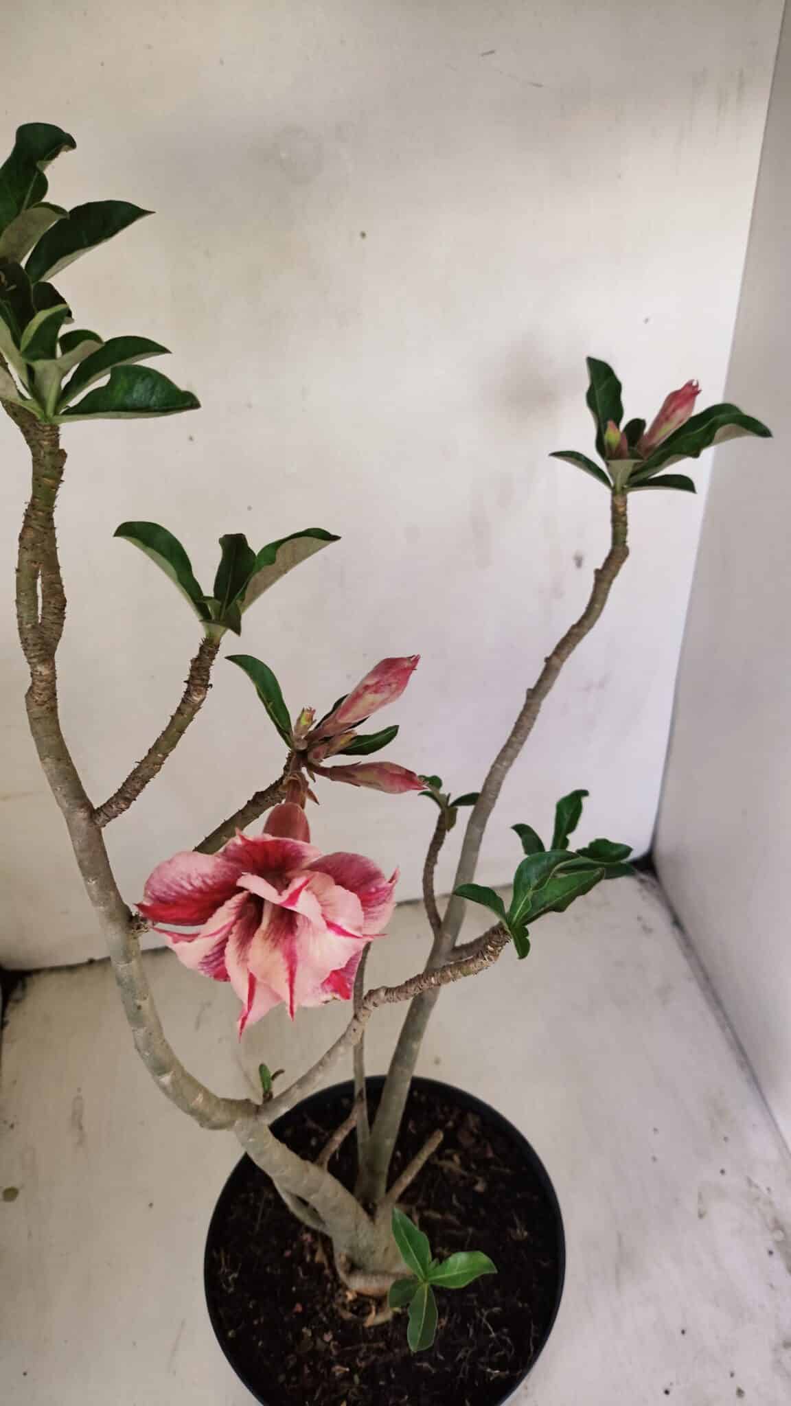 Planta Dobrada 3513 – 45cm – 03 anos - foto 4