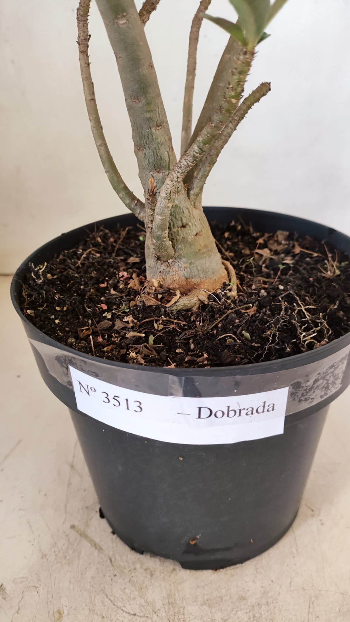 Planta Dobrada 3513 – 45cm – 03 anos - foto 7