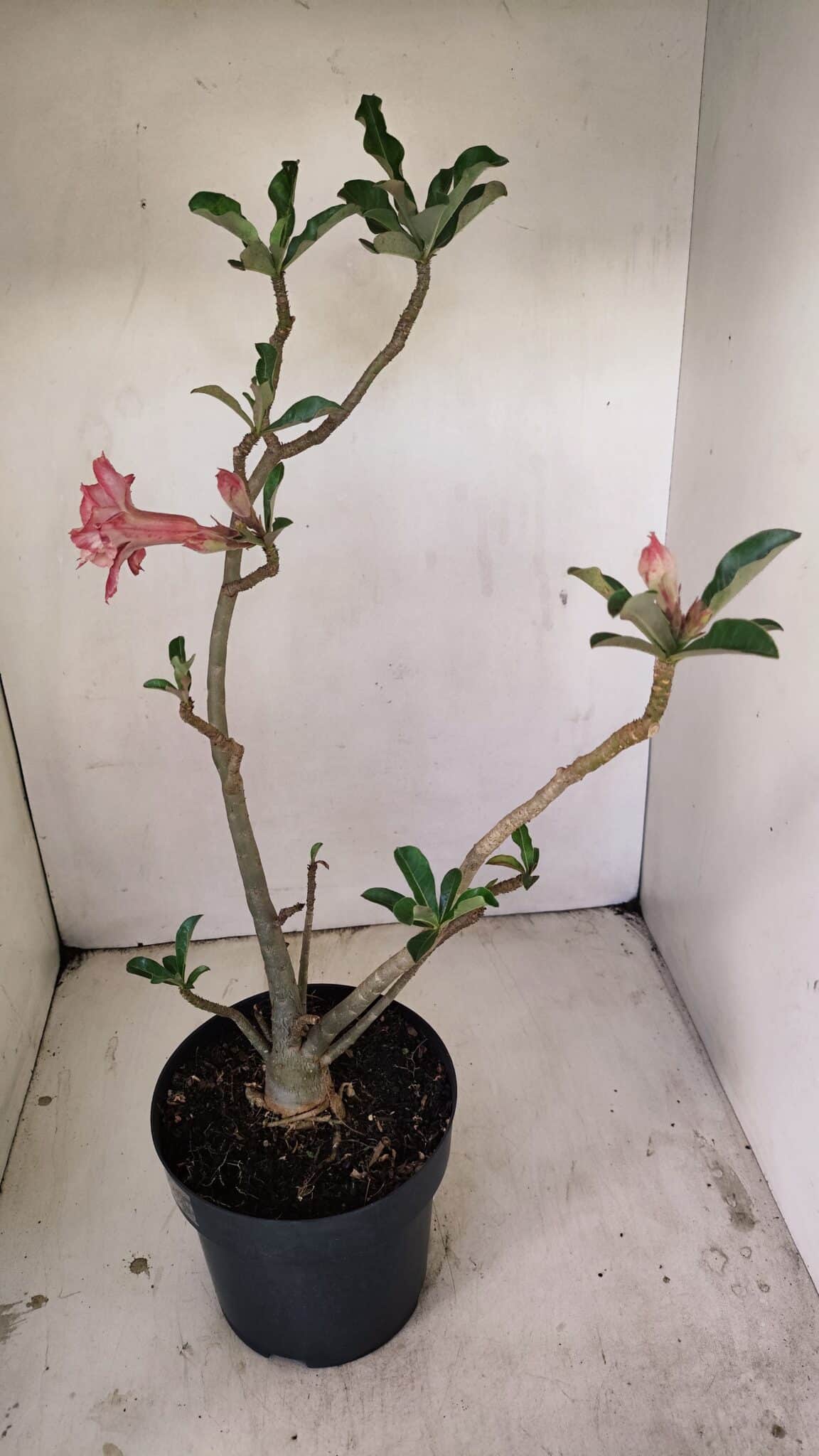 Planta Dobrada 3513 – 45cm – 03 anos - foto 6
