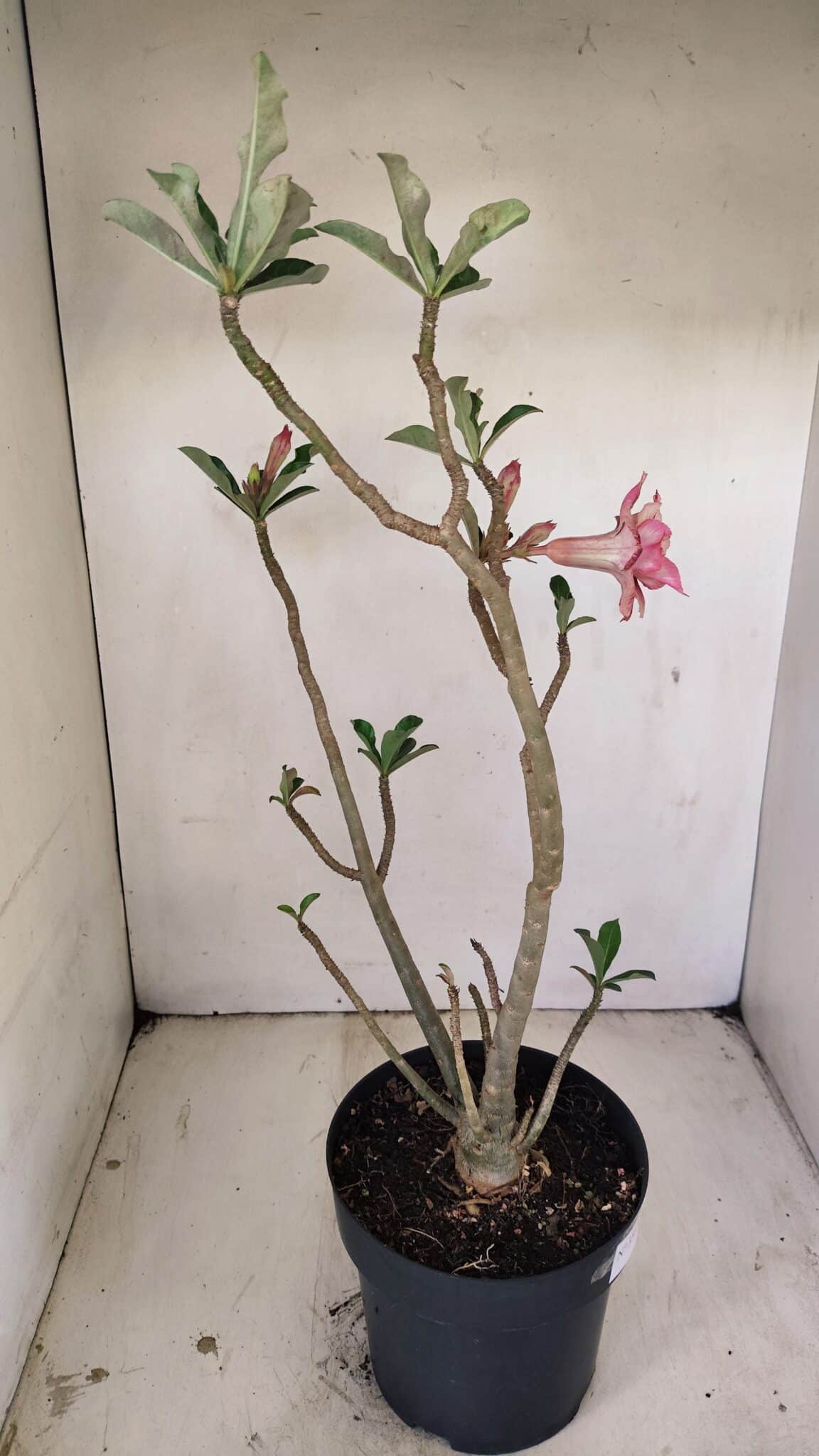 Planta Dobrada 3513 – 45cm – 03 anos - foto 5