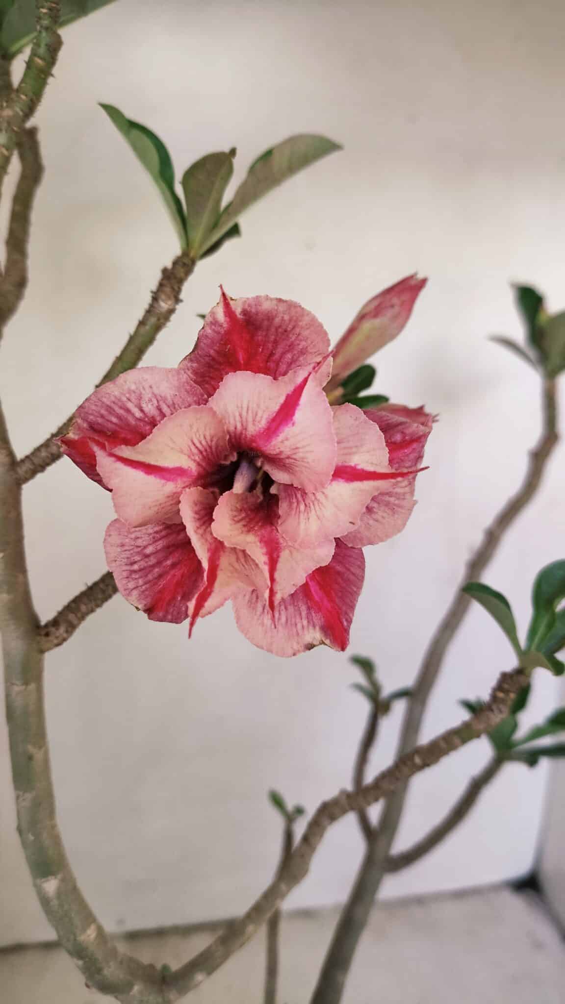 Planta Dobrada 3513 – 45cm – 03 anos - foto 3