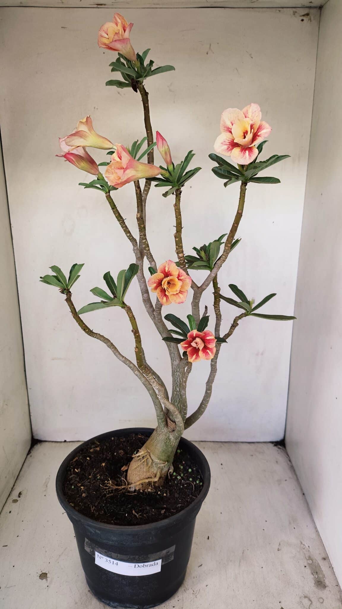 Planta Dobrada 3514 – 45cm – 03 anos - foto 2