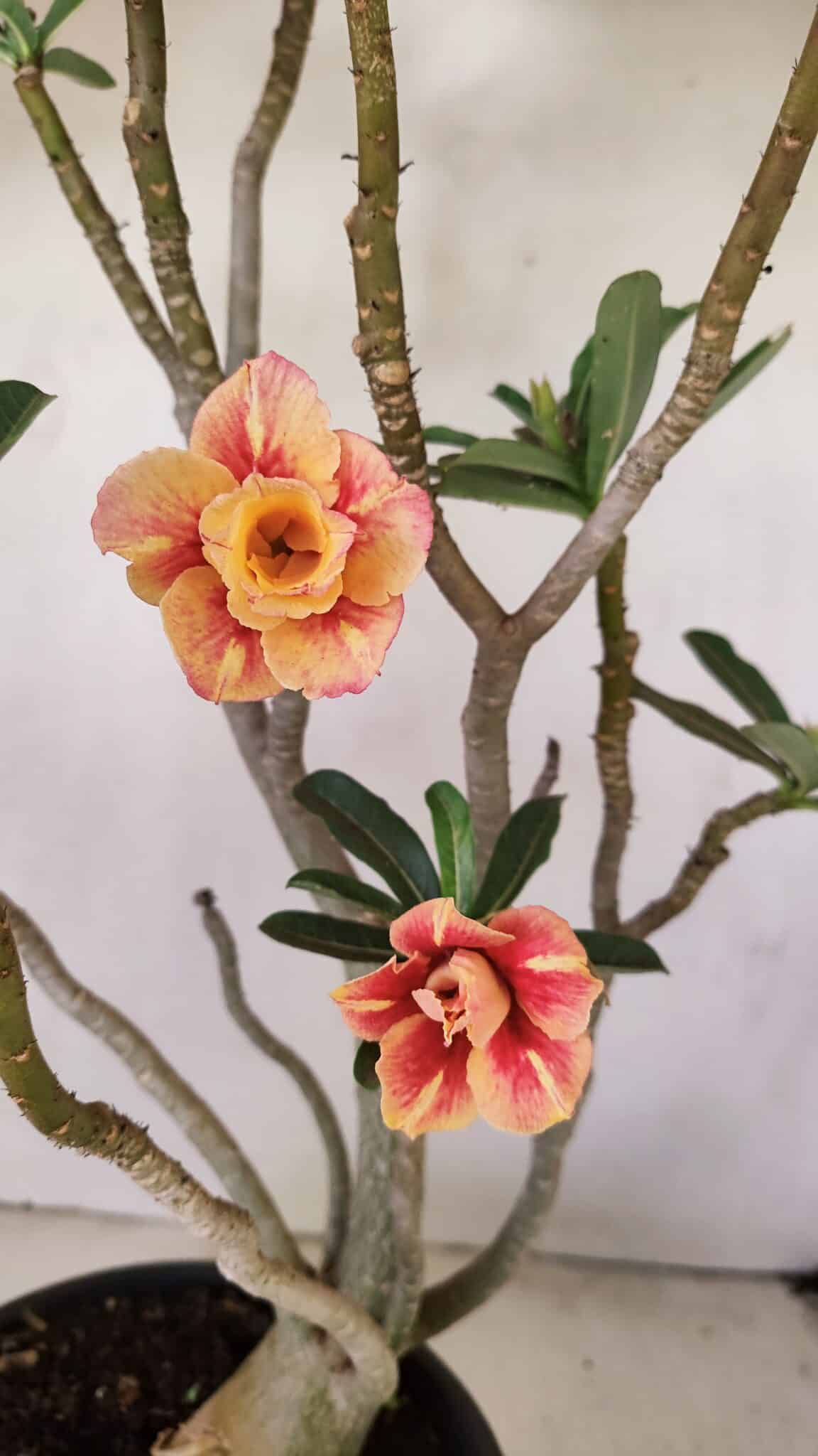 Planta Dobrada 3514 – 45cm – 03 anos - foto 3