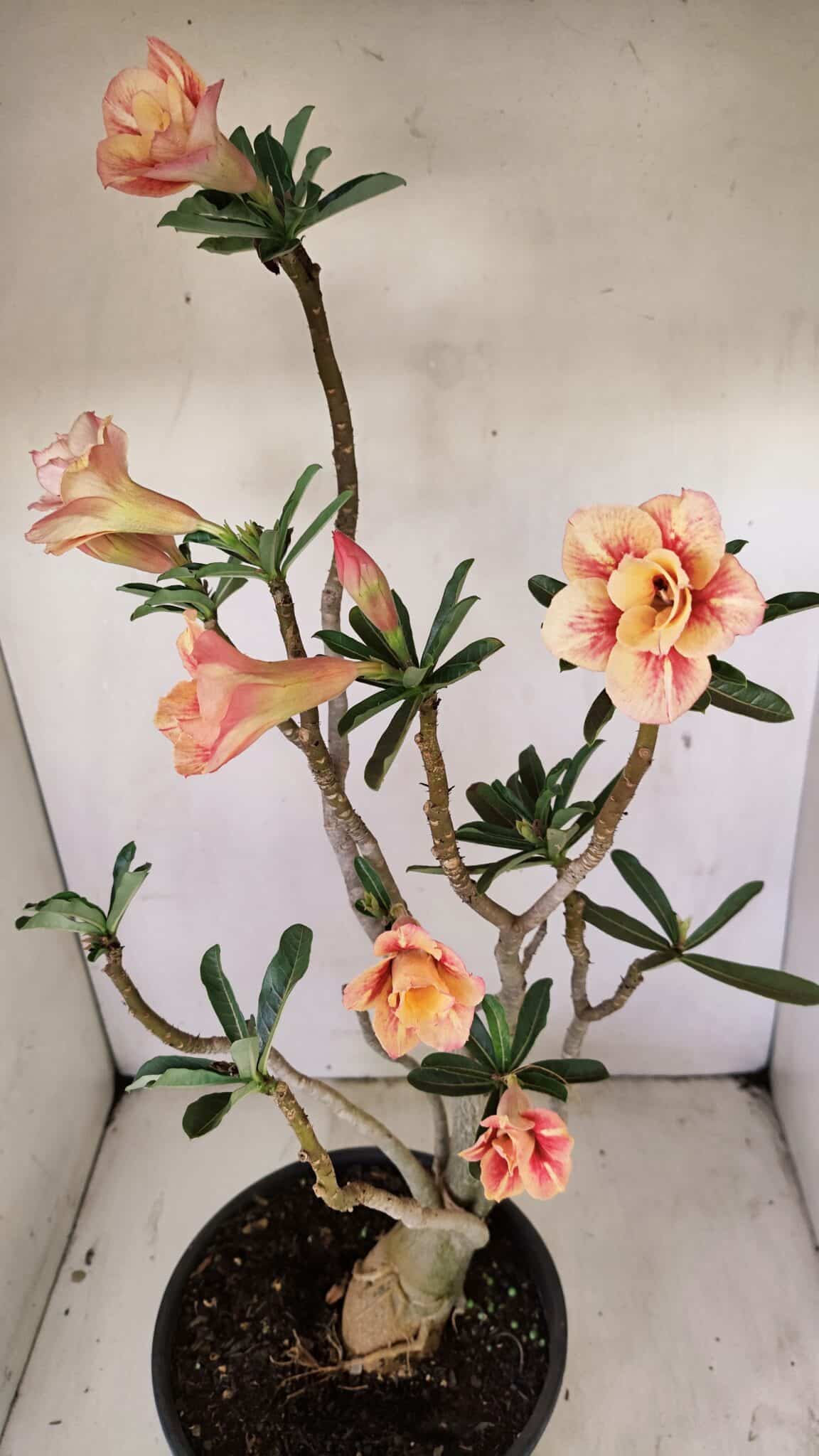 Planta Dobrada 3514 – 45cm – 03 anos - foto 8