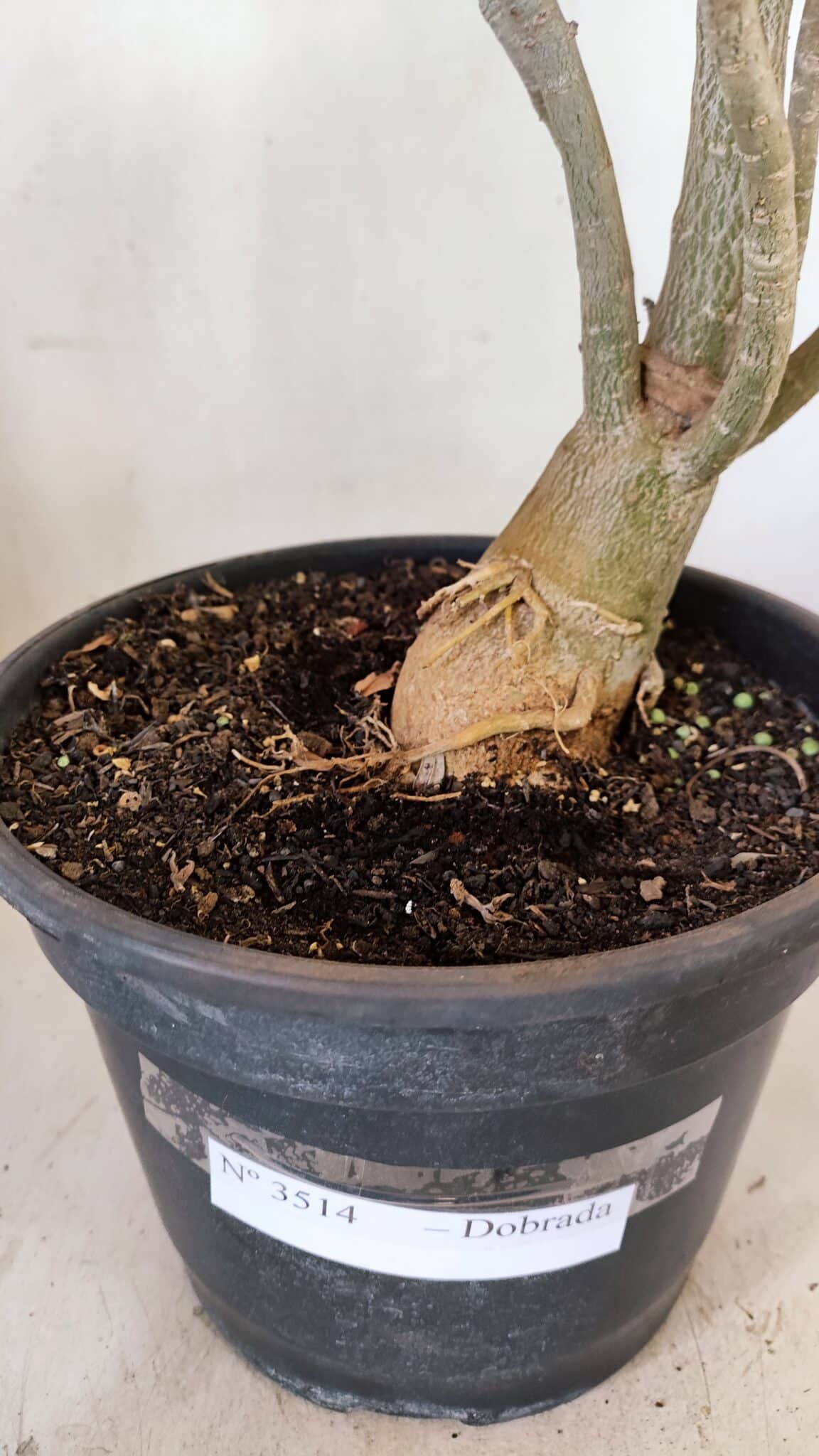 Planta Dobrada 3514 – 45cm – 03 anos - foto 7