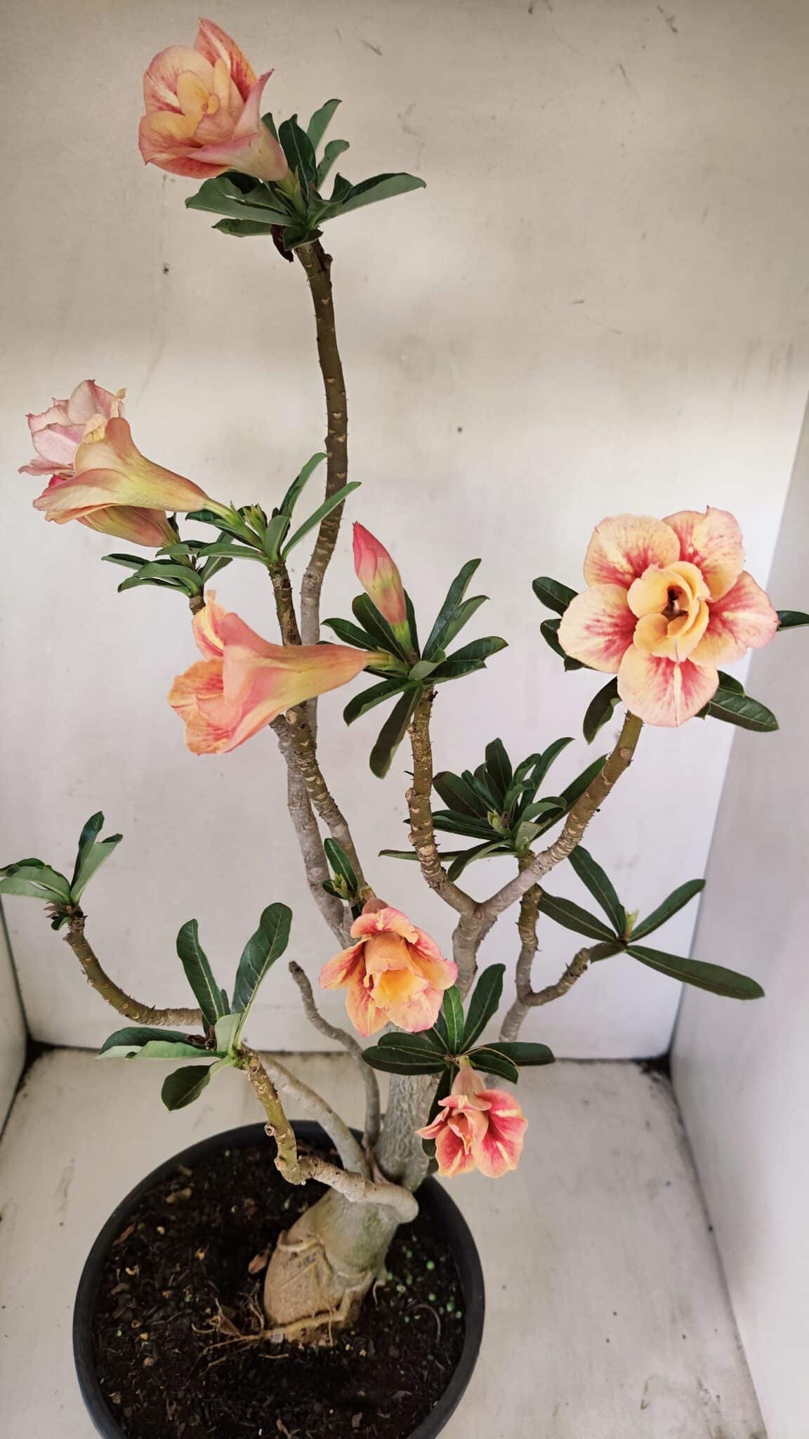 Planta Dobrada 3514 – 45cm – 03 anos - foto 4