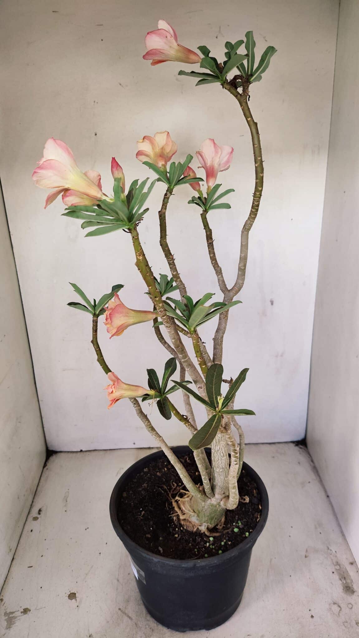Planta Dobrada 3514 – 45cm – 03 anos - foto 6