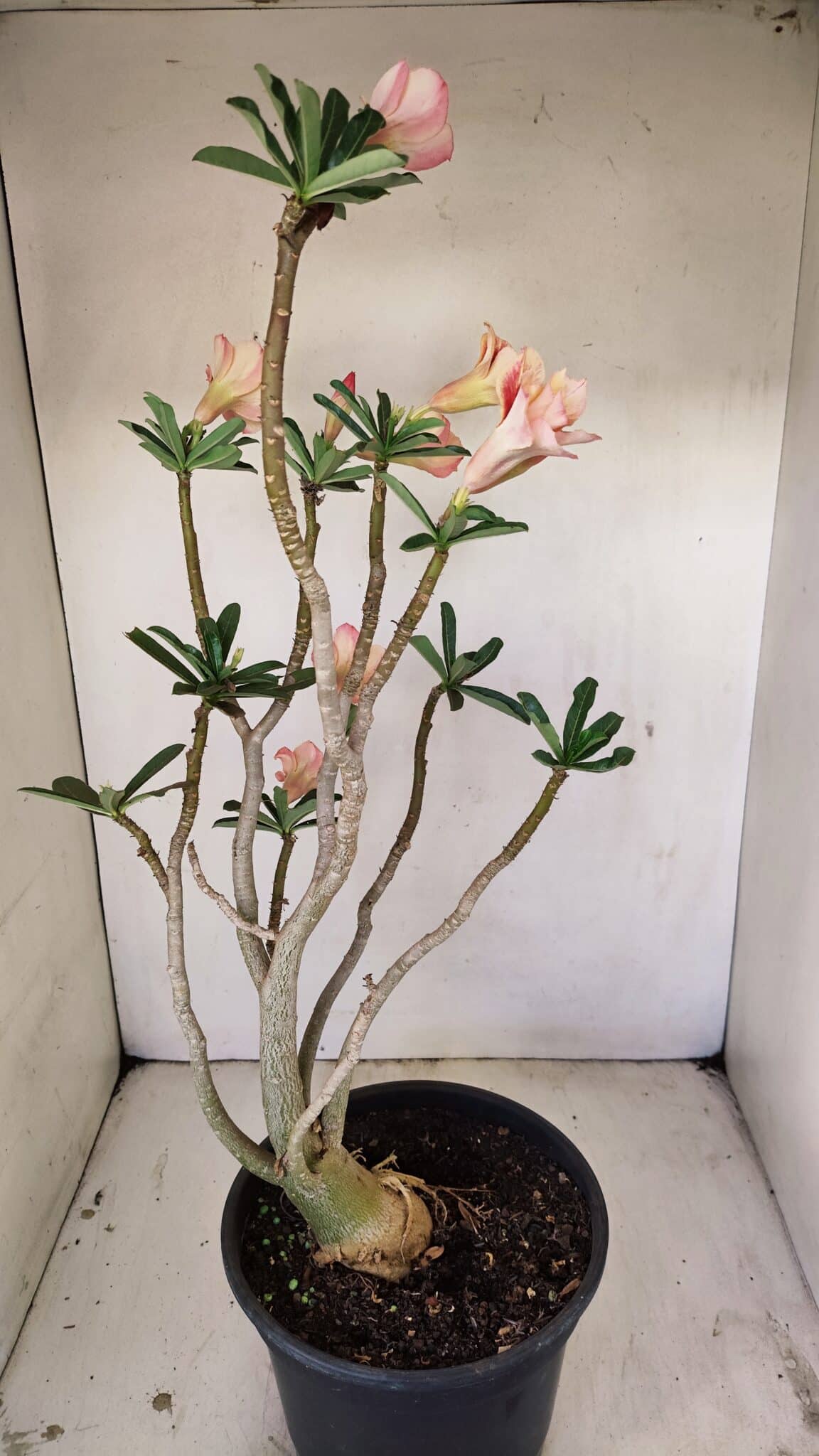 Planta Dobrada 3514 – 45cm – 03 anos - foto 5