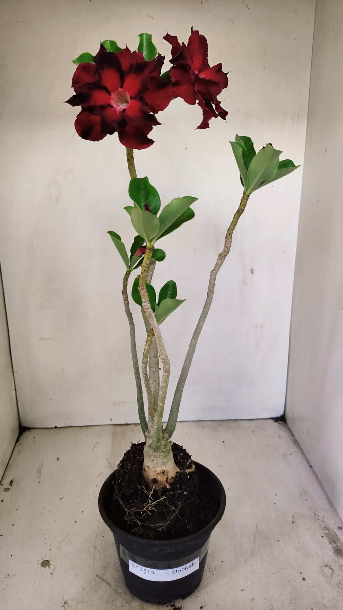 Planta Dobrada 3515 – 35cm – 03 anos - foto 2
