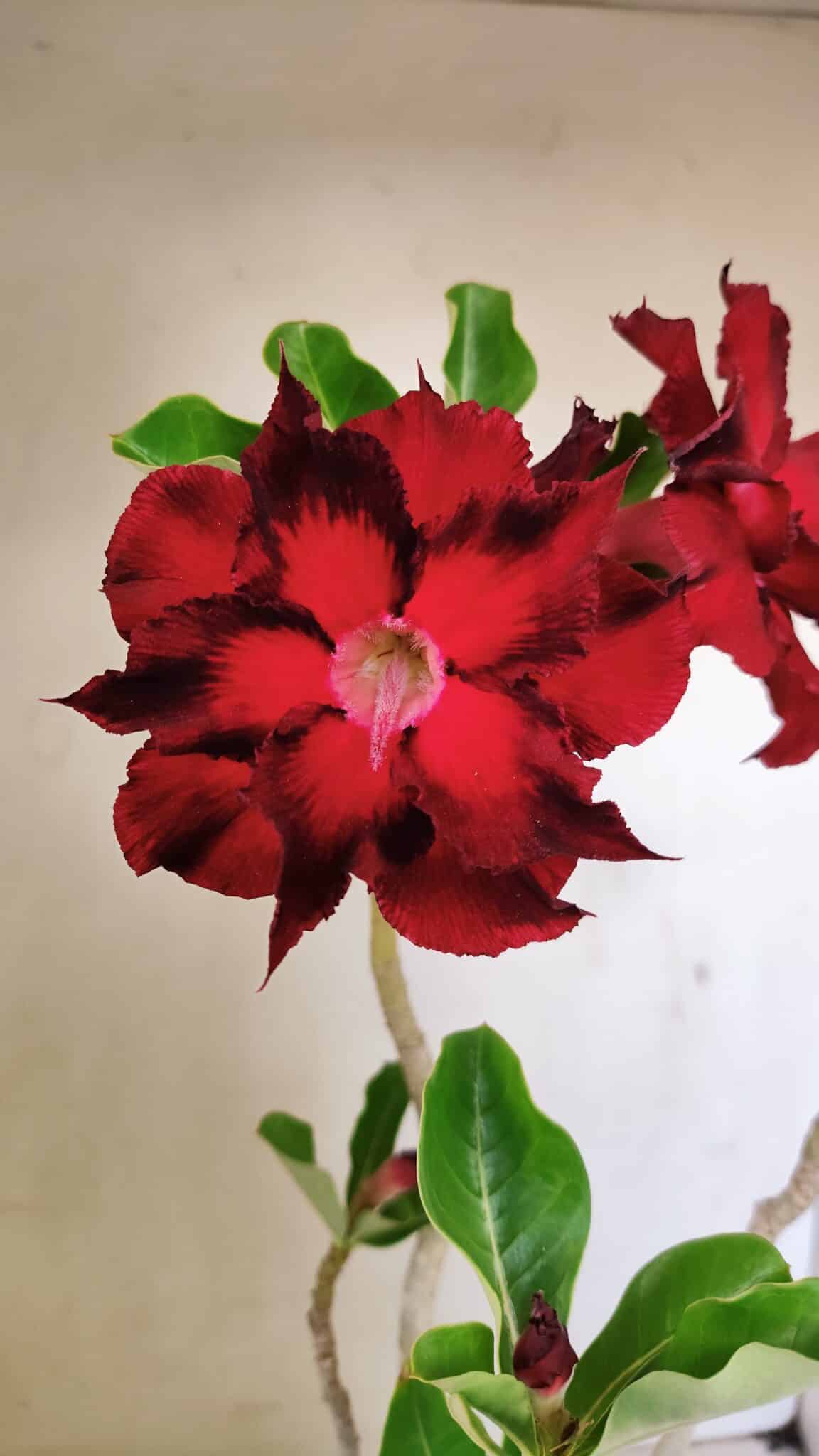 Planta Dobrada 3515 – 35cm – 03 anos - foto 3