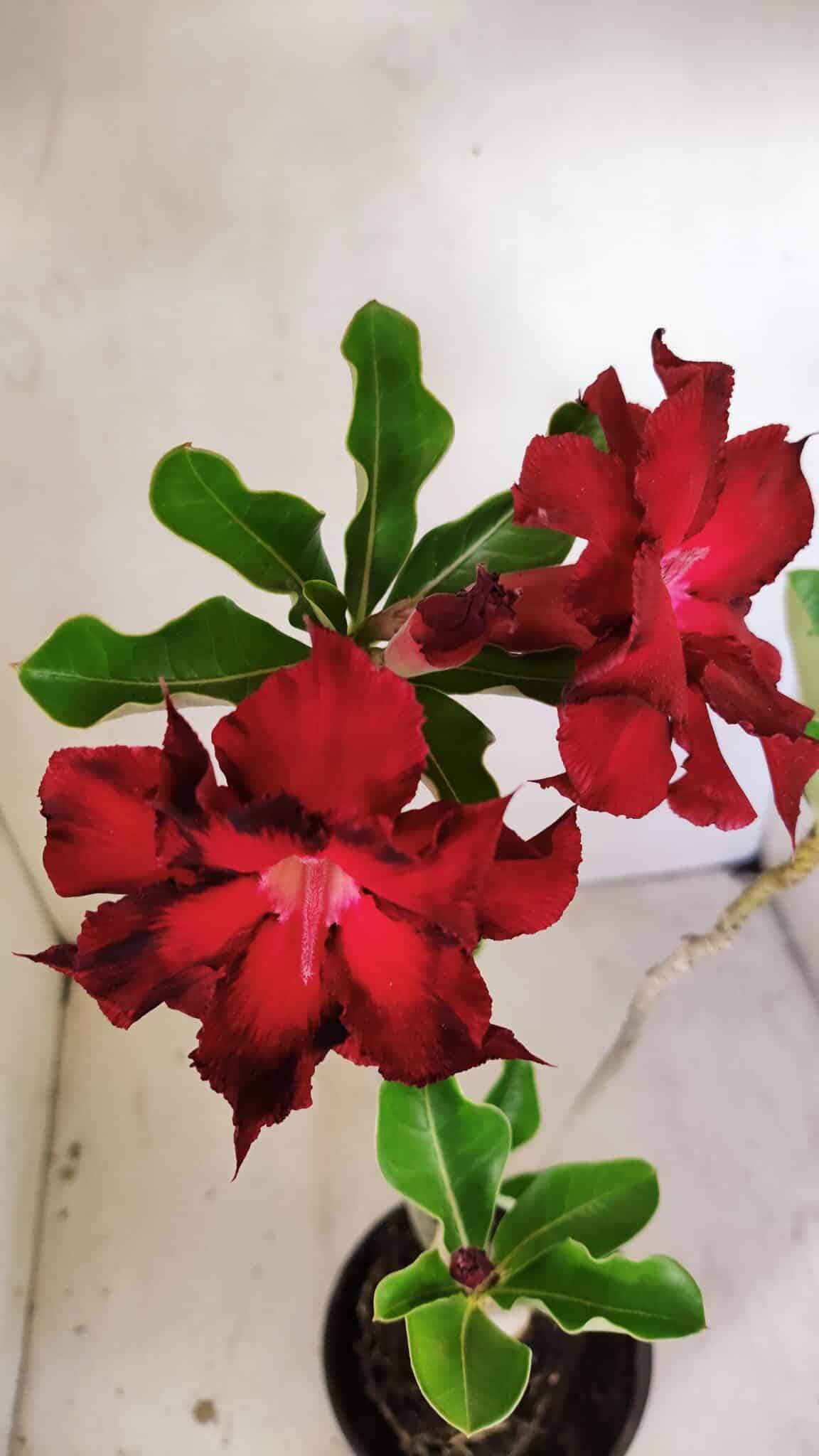 Planta Dobrada 3515 – 35cm – 03 anos - foto 4