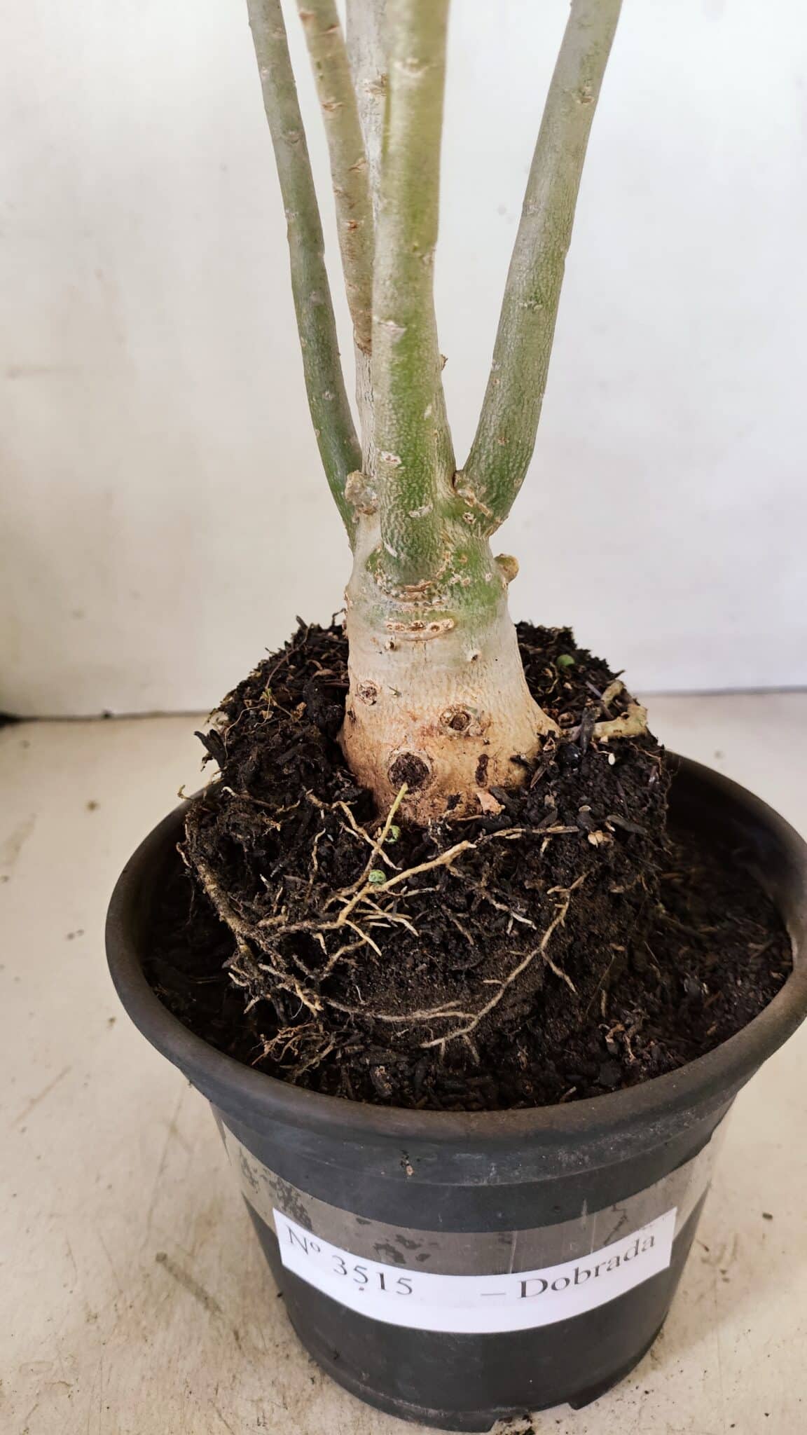 Planta Dobrada 3515 – 35cm – 03 anos - foto 7