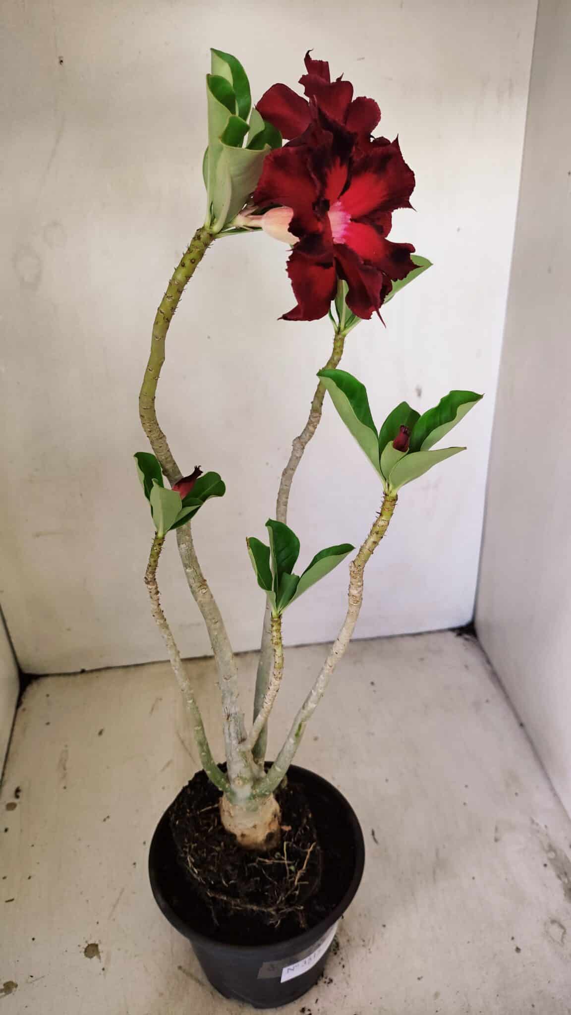 Planta Dobrada 3515 – 35cm – 03 anos - foto 6
