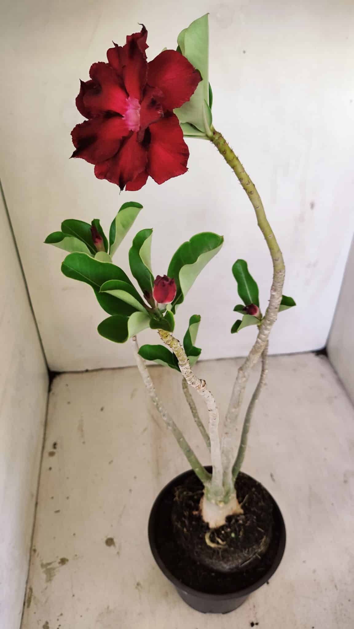 Planta Dobrada 3515 – 35cm – 03 anos - foto 5