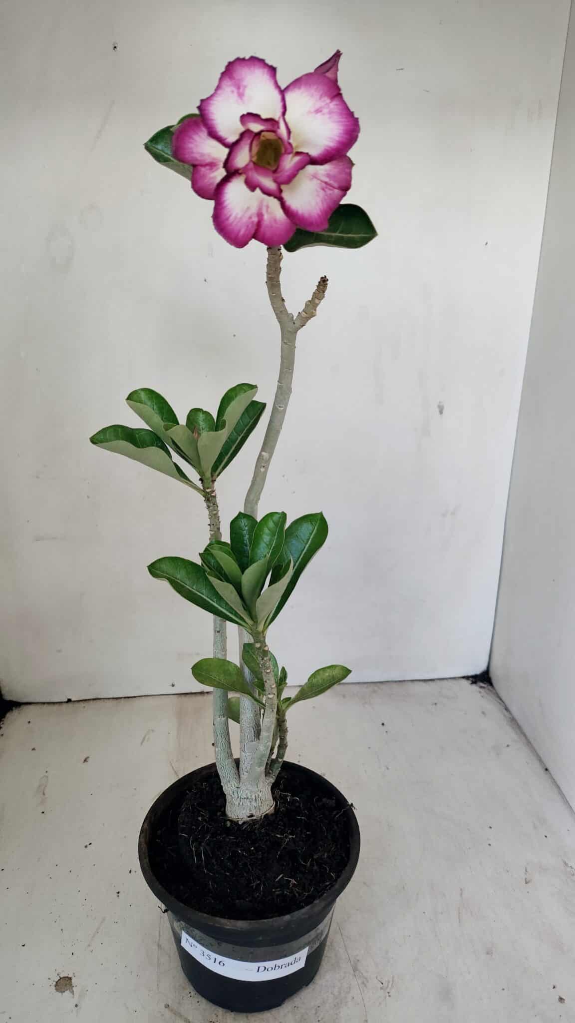 Planta Dobrada 3516 – 35cm – 03 anos - foto 2