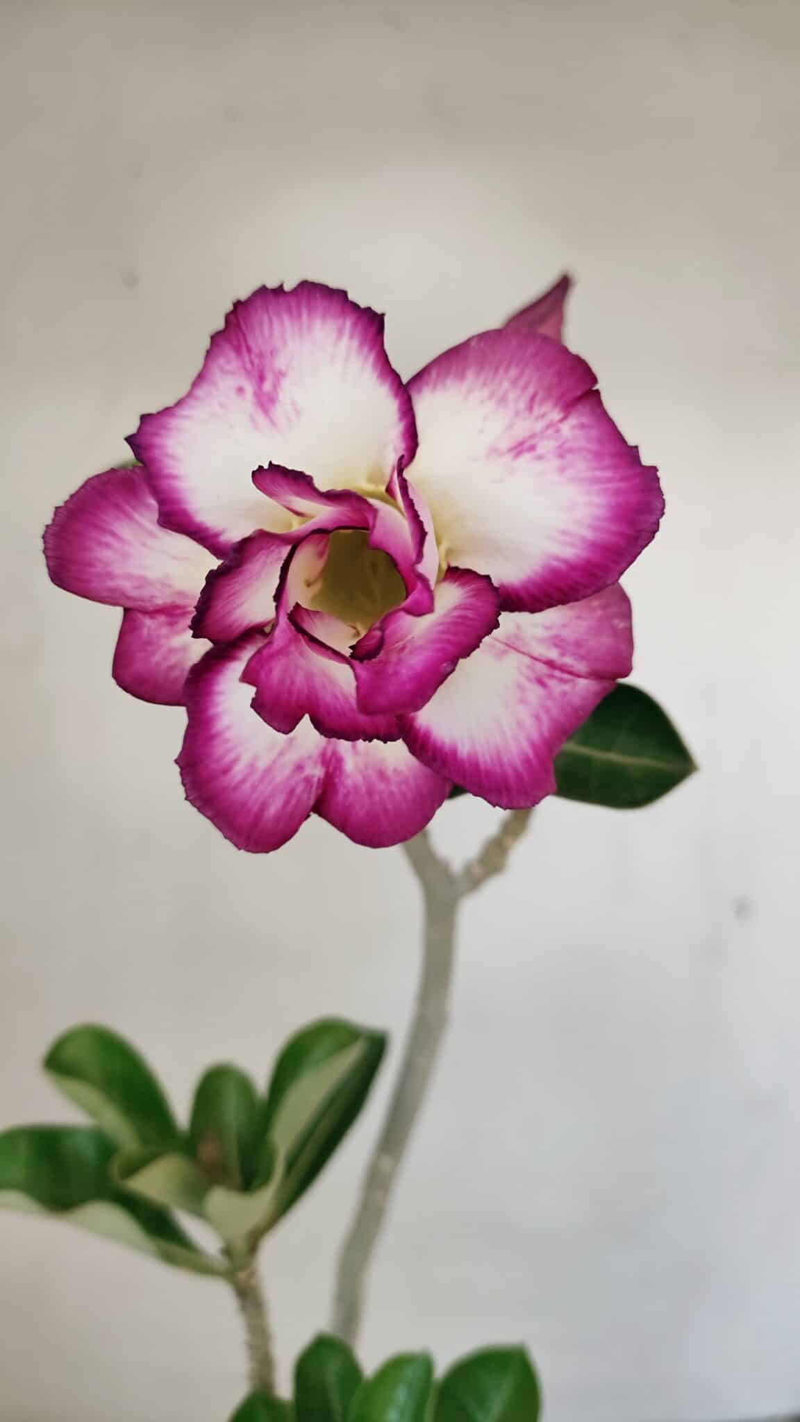 Planta Dobrada 3516 – 35cm – 03 anos - foto 3
