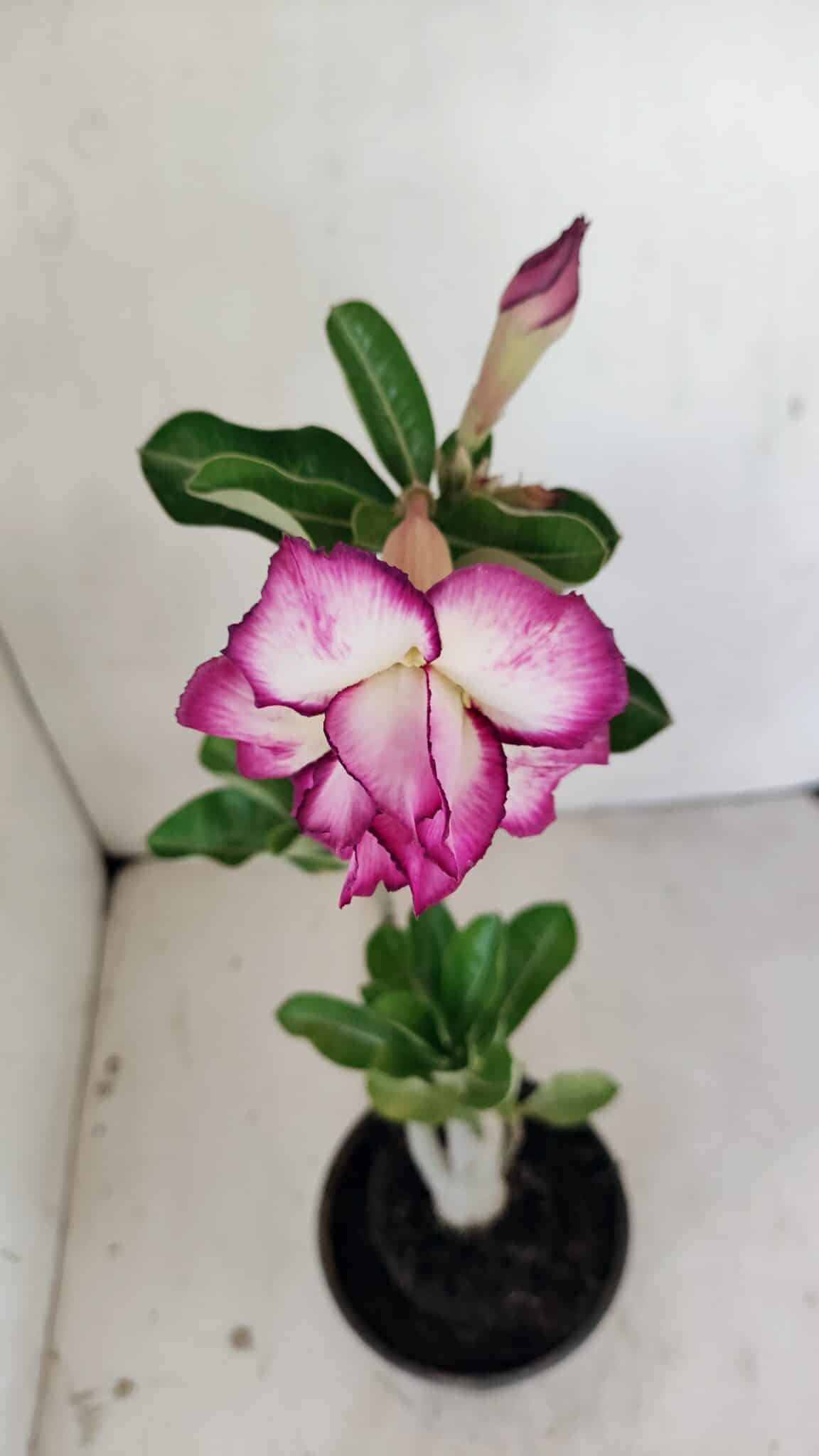 Planta Dobrada 3516 – 35cm – 03 anos - foto 4