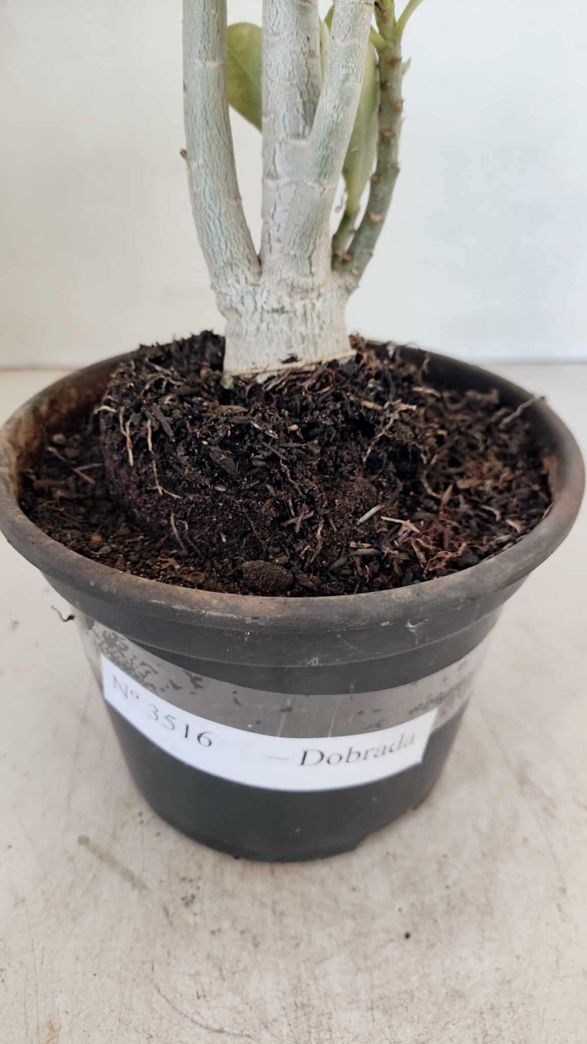 Planta Dobrada 3516 – 35cm – 03 anos - foto 5