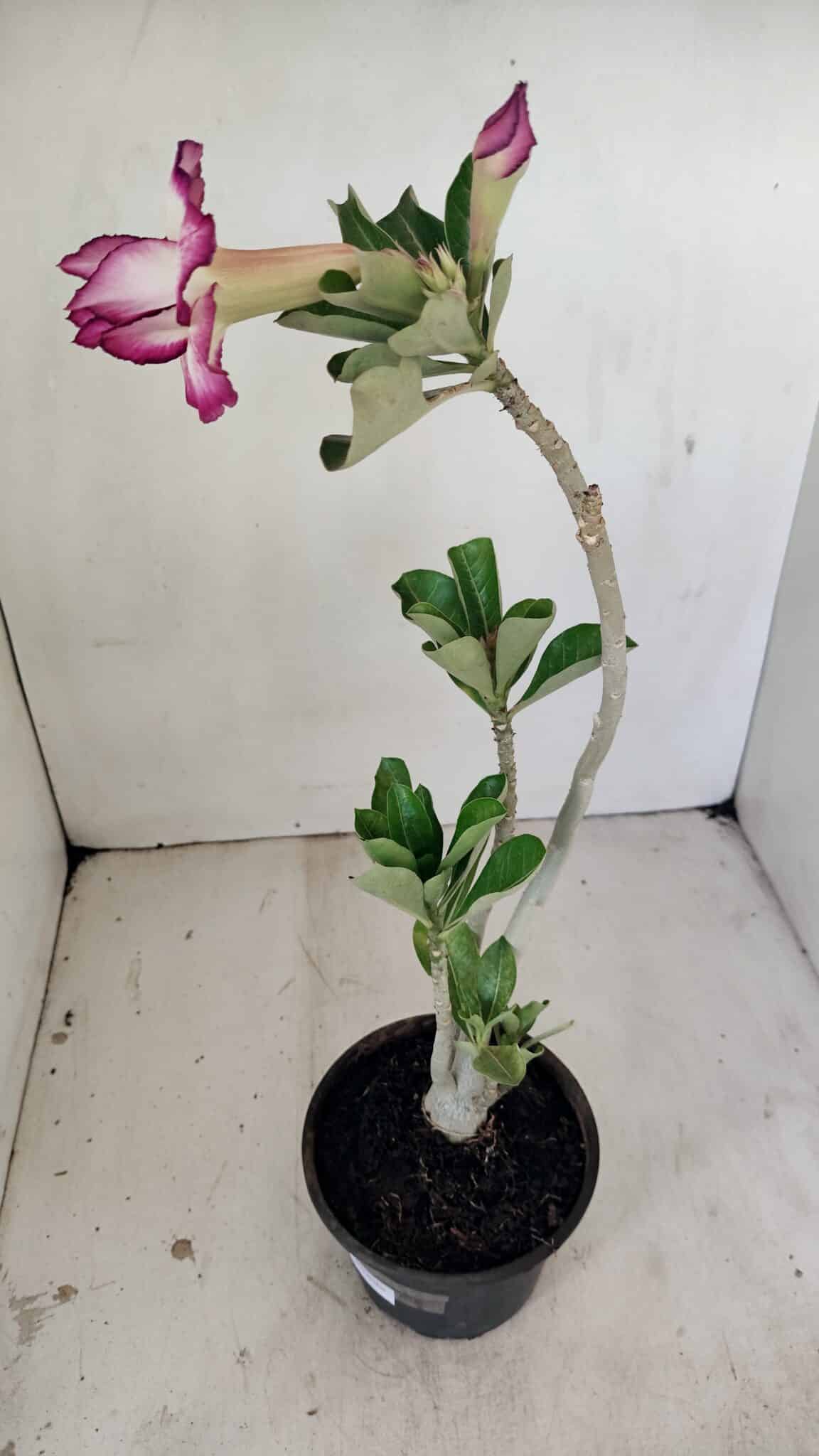 Planta Dobrada 3516 – 35cm – 03 anos - foto 6