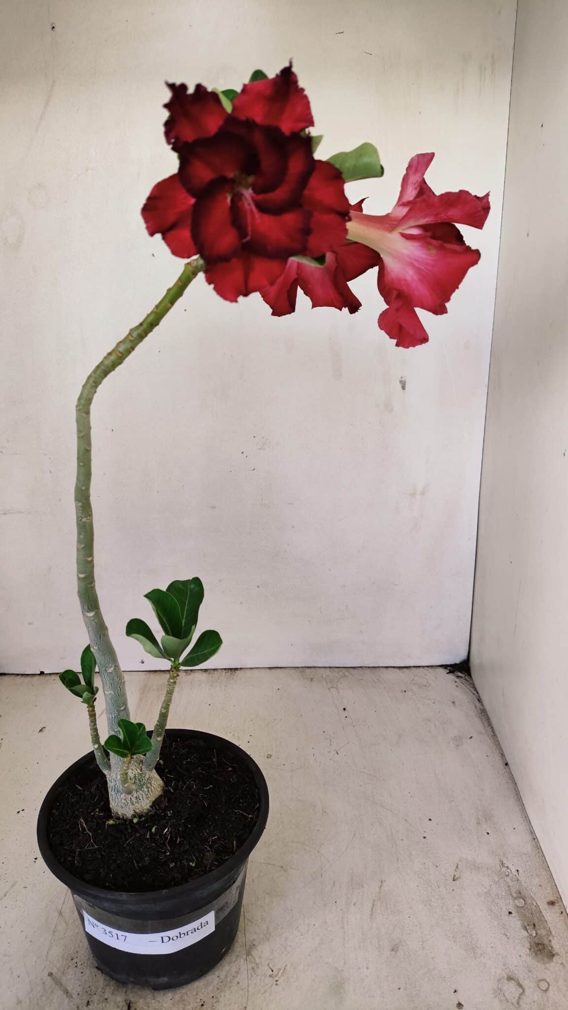 Planta Dobrada 3517 – 35cm – 03 anos - foto 2