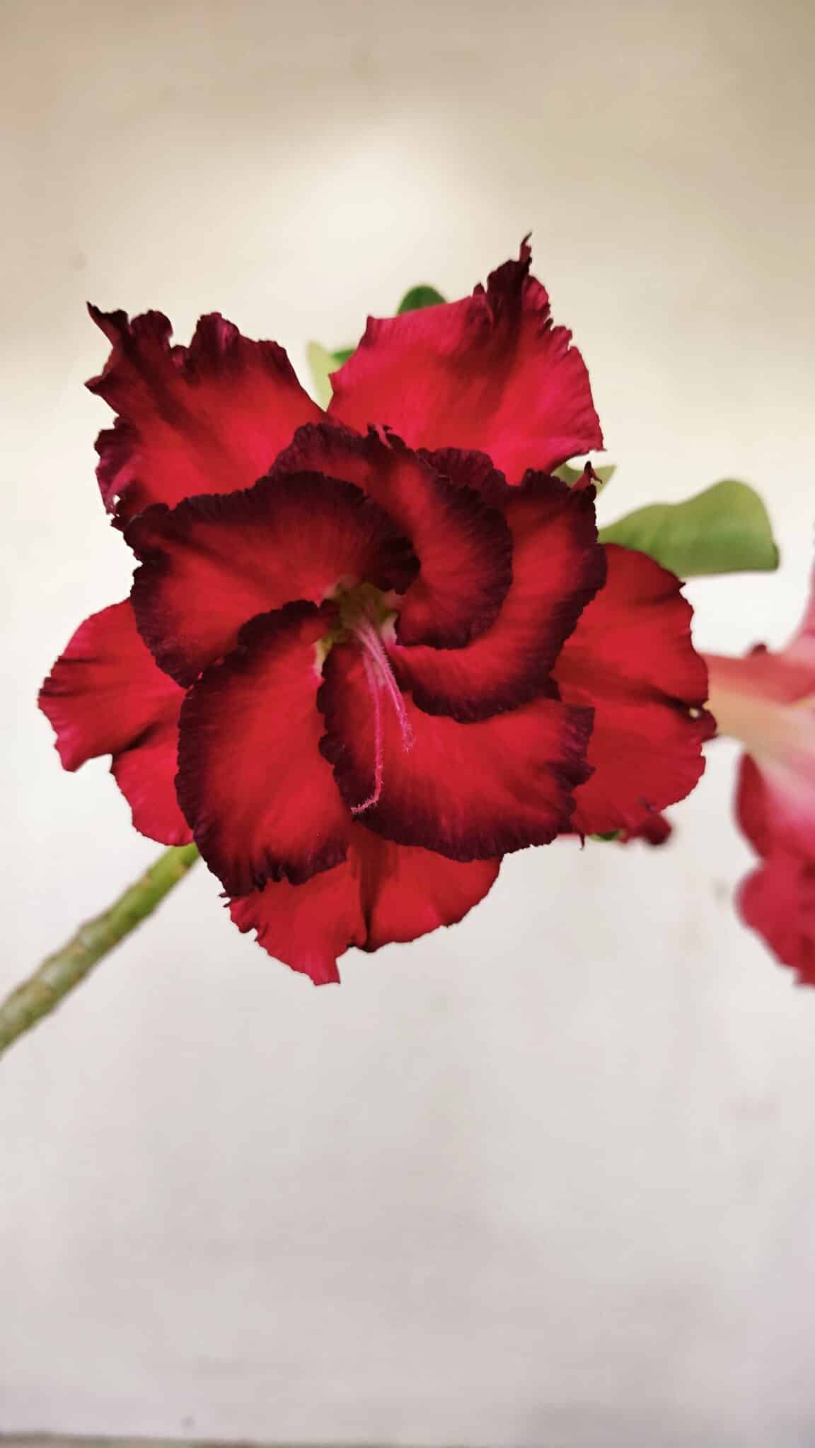 Planta Dobrada 3517 – 35cm – 03 anos - foto 3