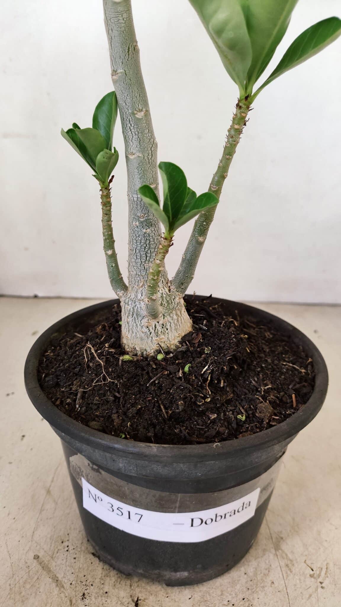 Planta Dobrada 3517 – 35cm – 03 anos - foto 6