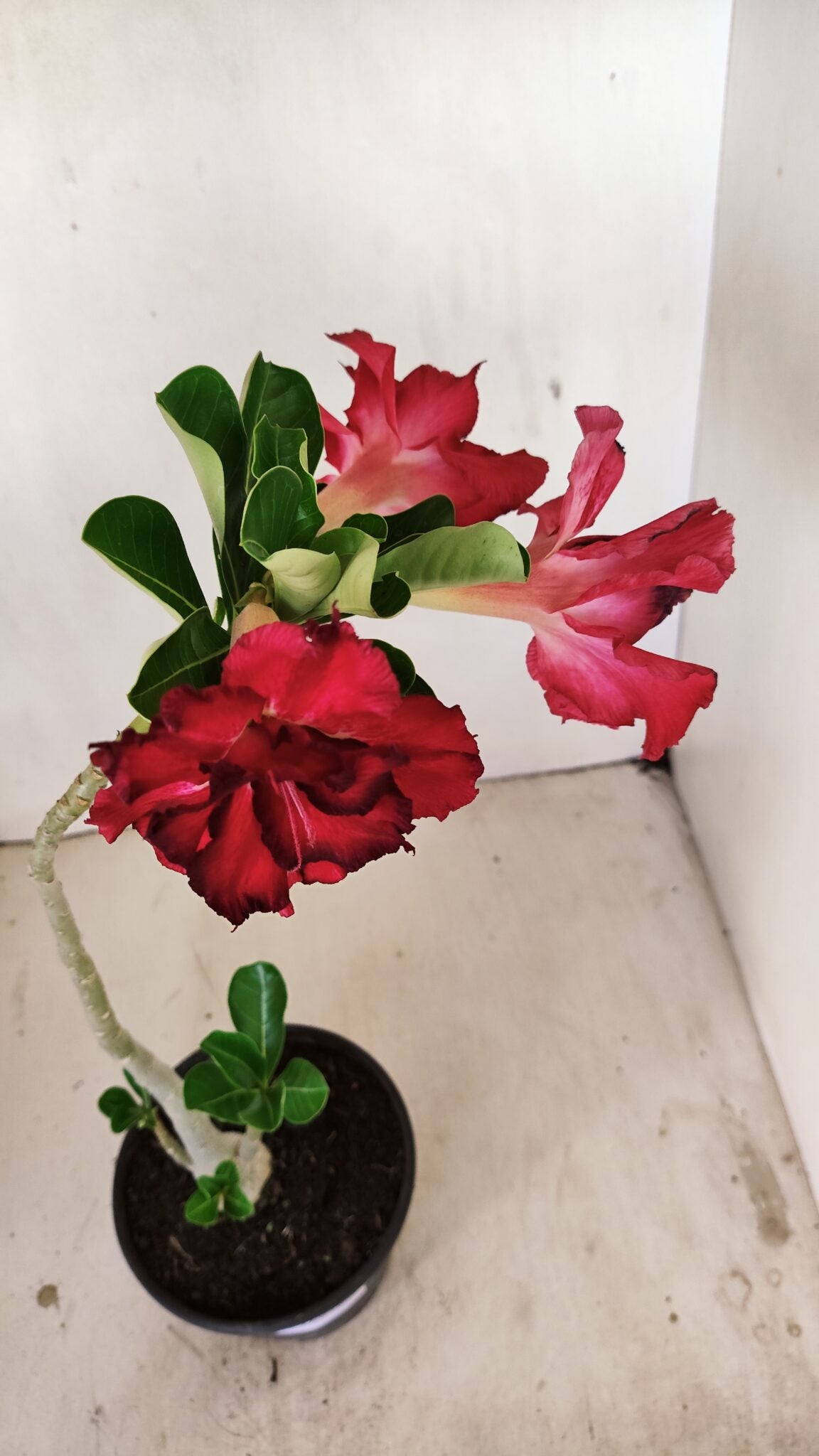 Planta Dobrada 3517 – 35cm – 03 anos - foto 4