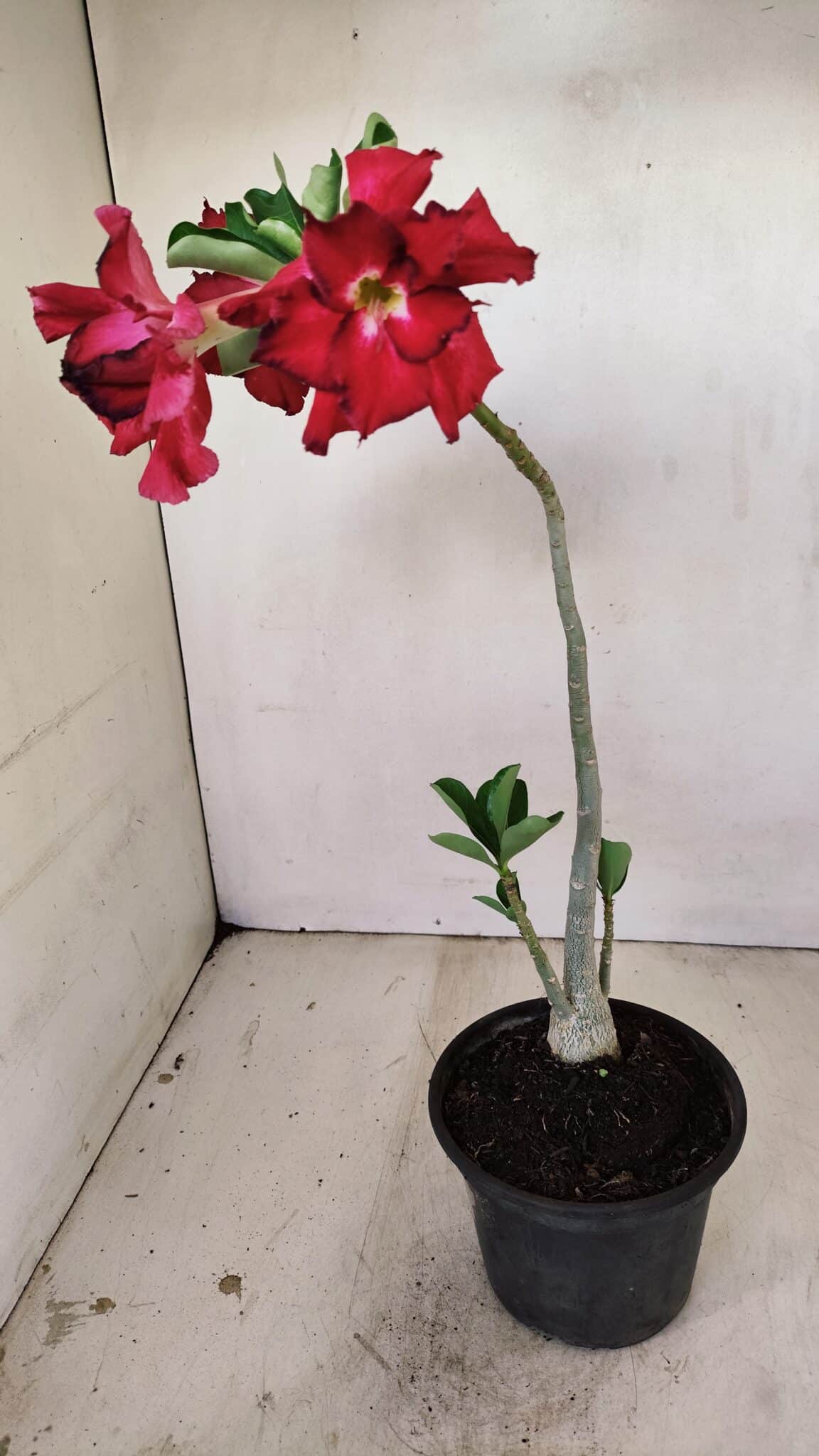 Planta Dobrada 3517 – 35cm – 03 anos - foto 5