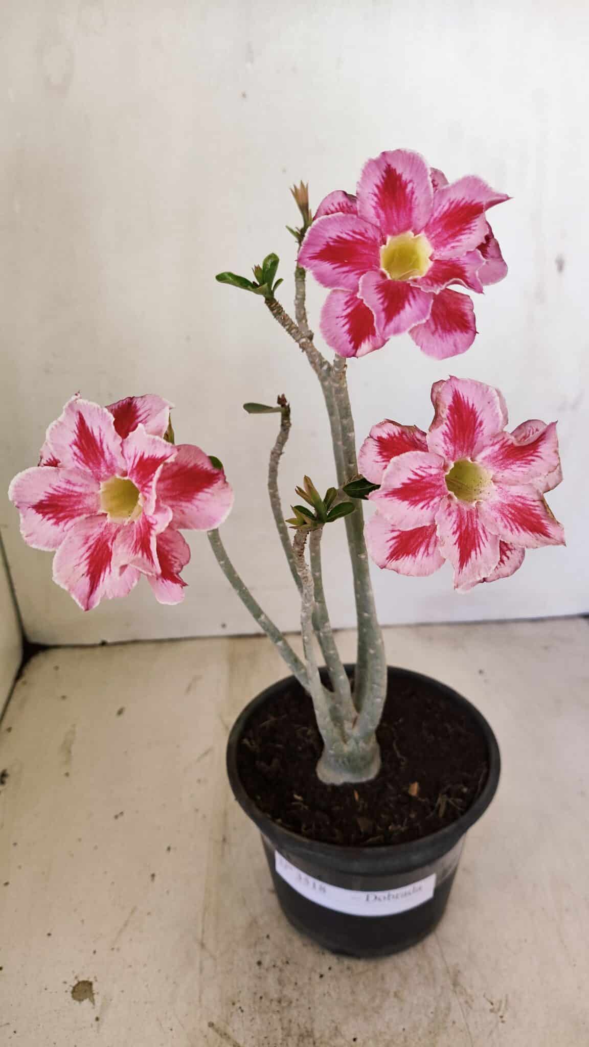 Planta Dobrada 3518 – 35cm – 03 anos - foto 2