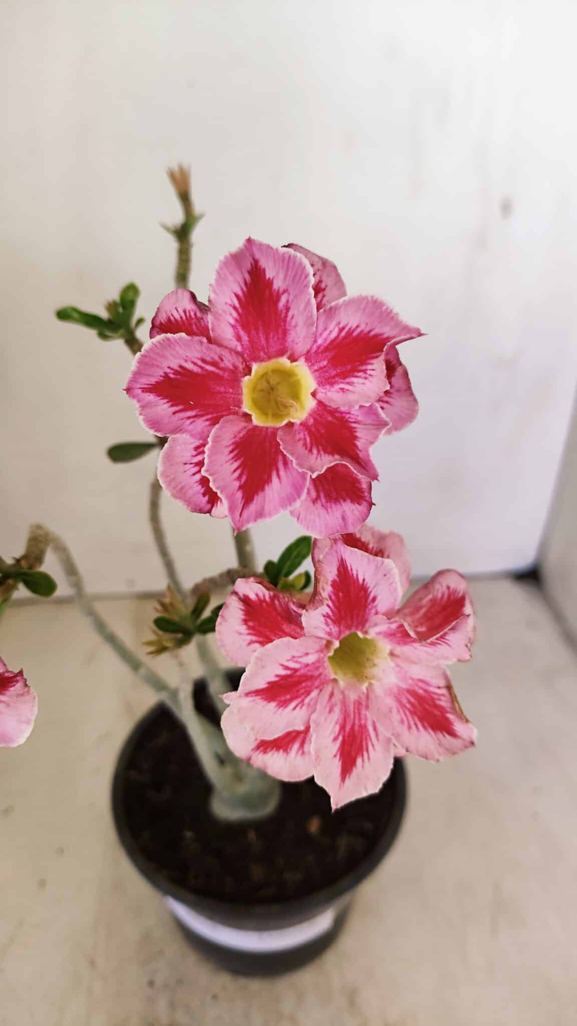 Planta Dobrada 3518 – 35cm – 03 anos - foto 3