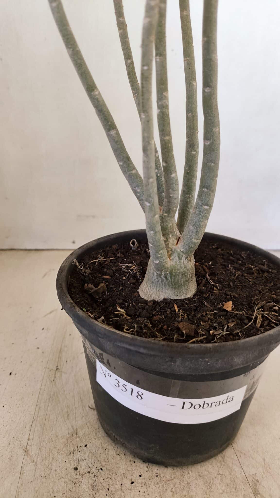 Planta Dobrada 3518 – 35cm – 03 anos - foto 8