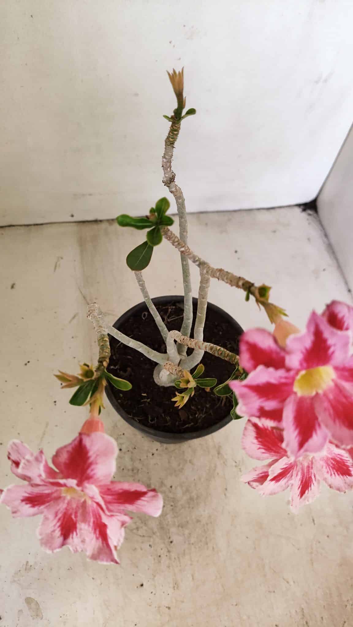 Planta Dobrada 3518 – 35cm – 03 anos - foto 4