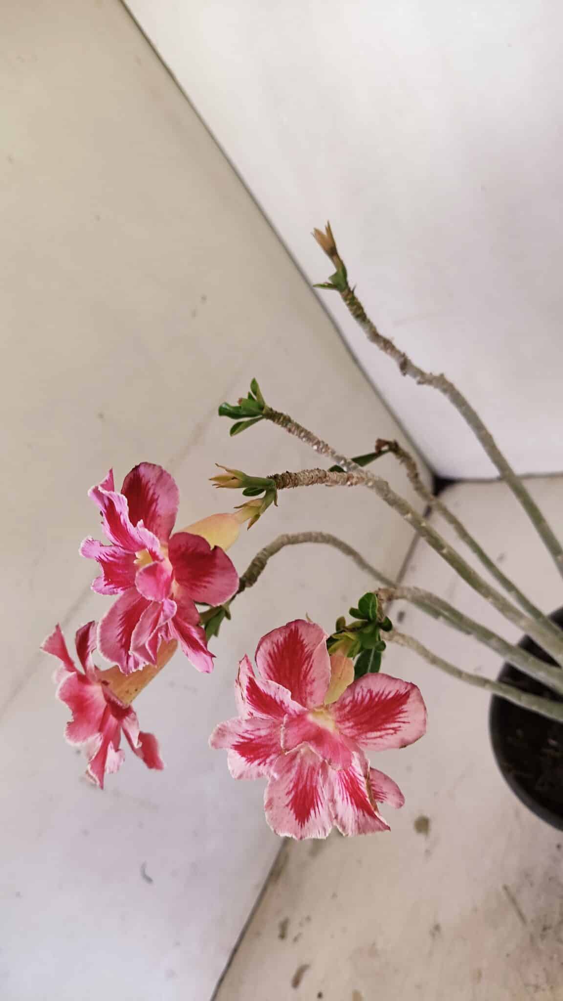 Planta Dobrada 3518 – 35cm – 03 anos - foto 7